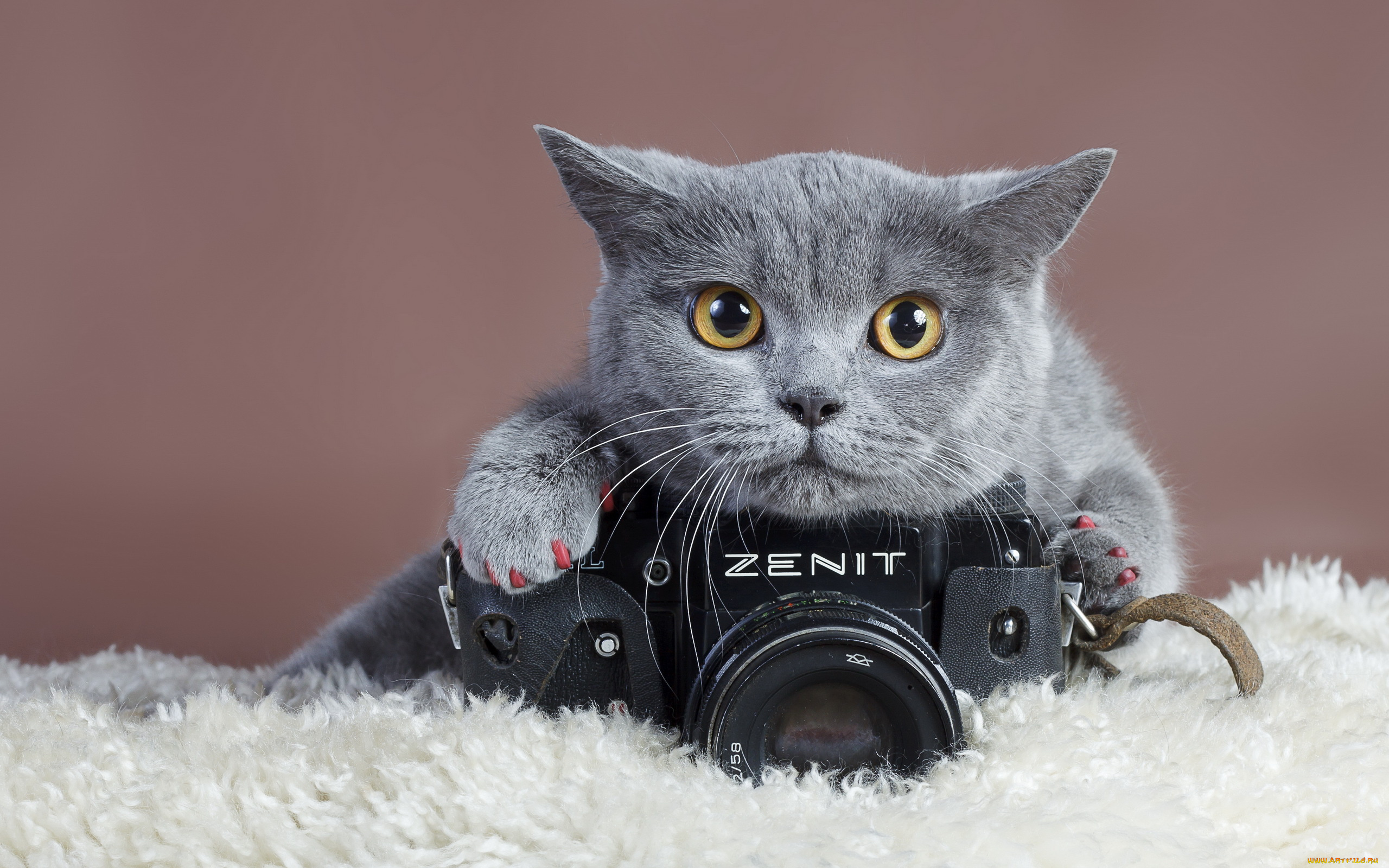zenith, бренды, зенит, кот, фотокамера
