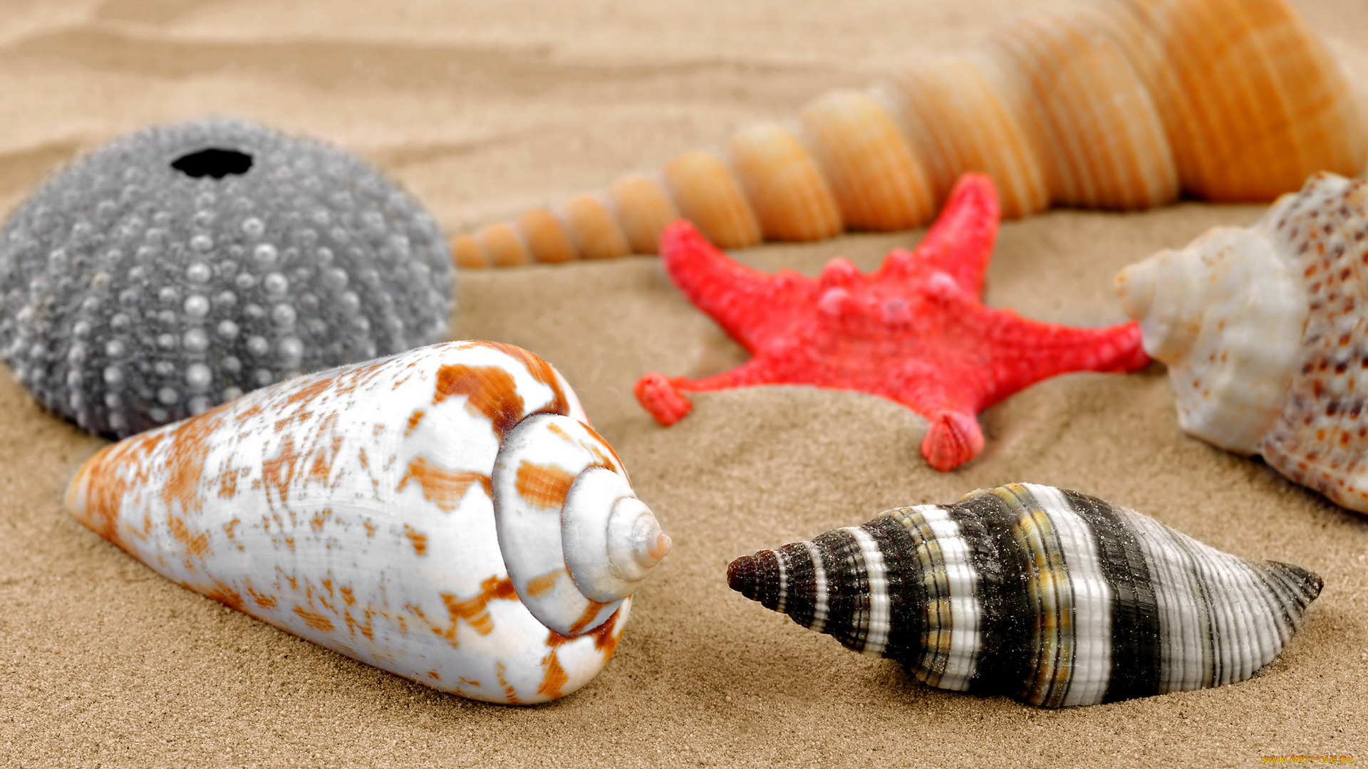 разное, ракушки, , кораллы, , декоративные, и, spa-камни, море, раковины, песок