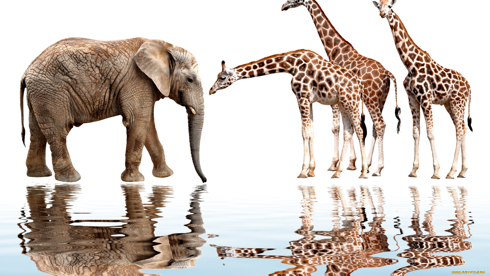 животные, разные, вместе, фотошоп, слон, жирафы, белый, фон, отражение, рябь, вода