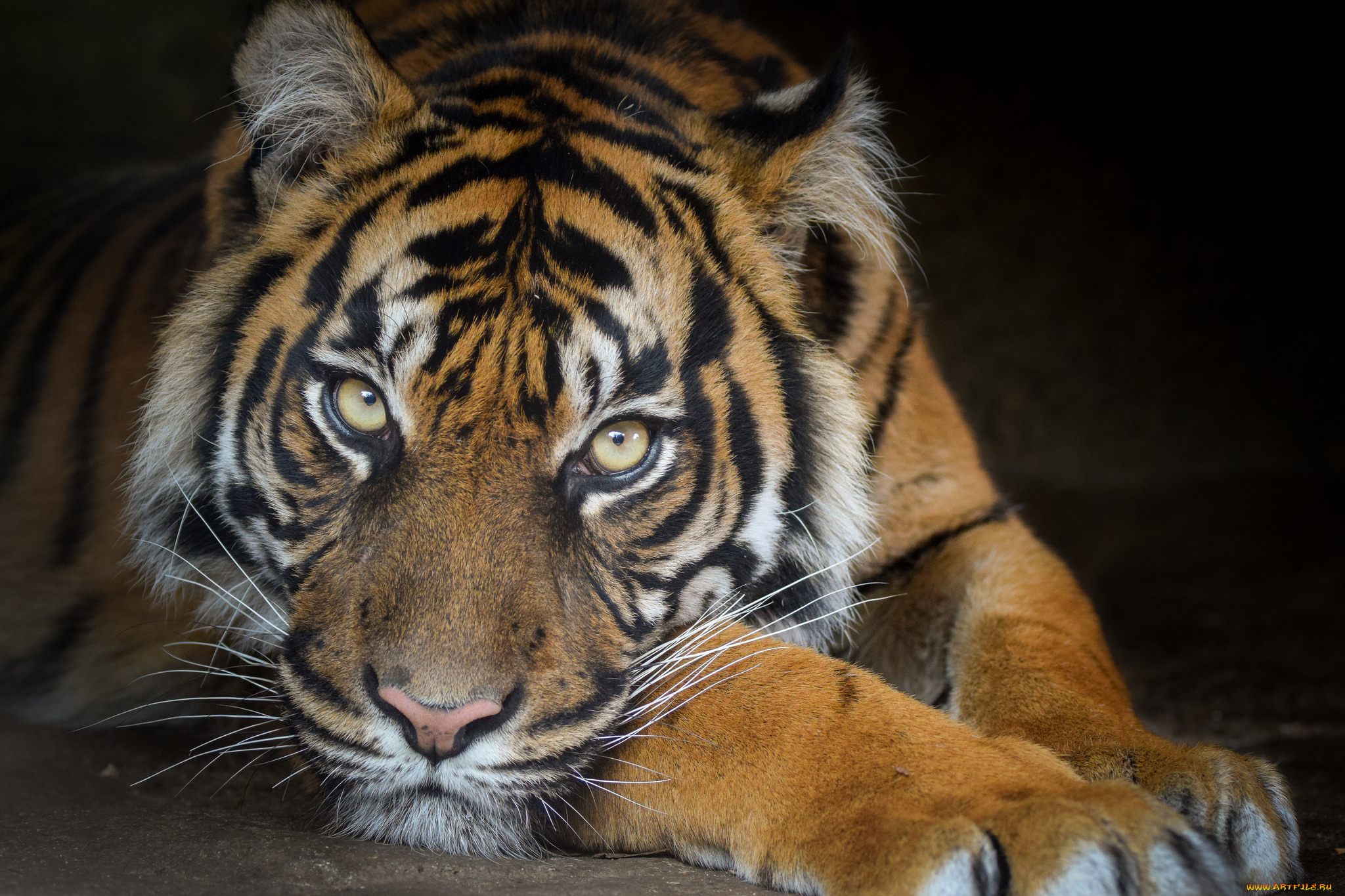 sumatran, tigress, животные, тигры, тигр