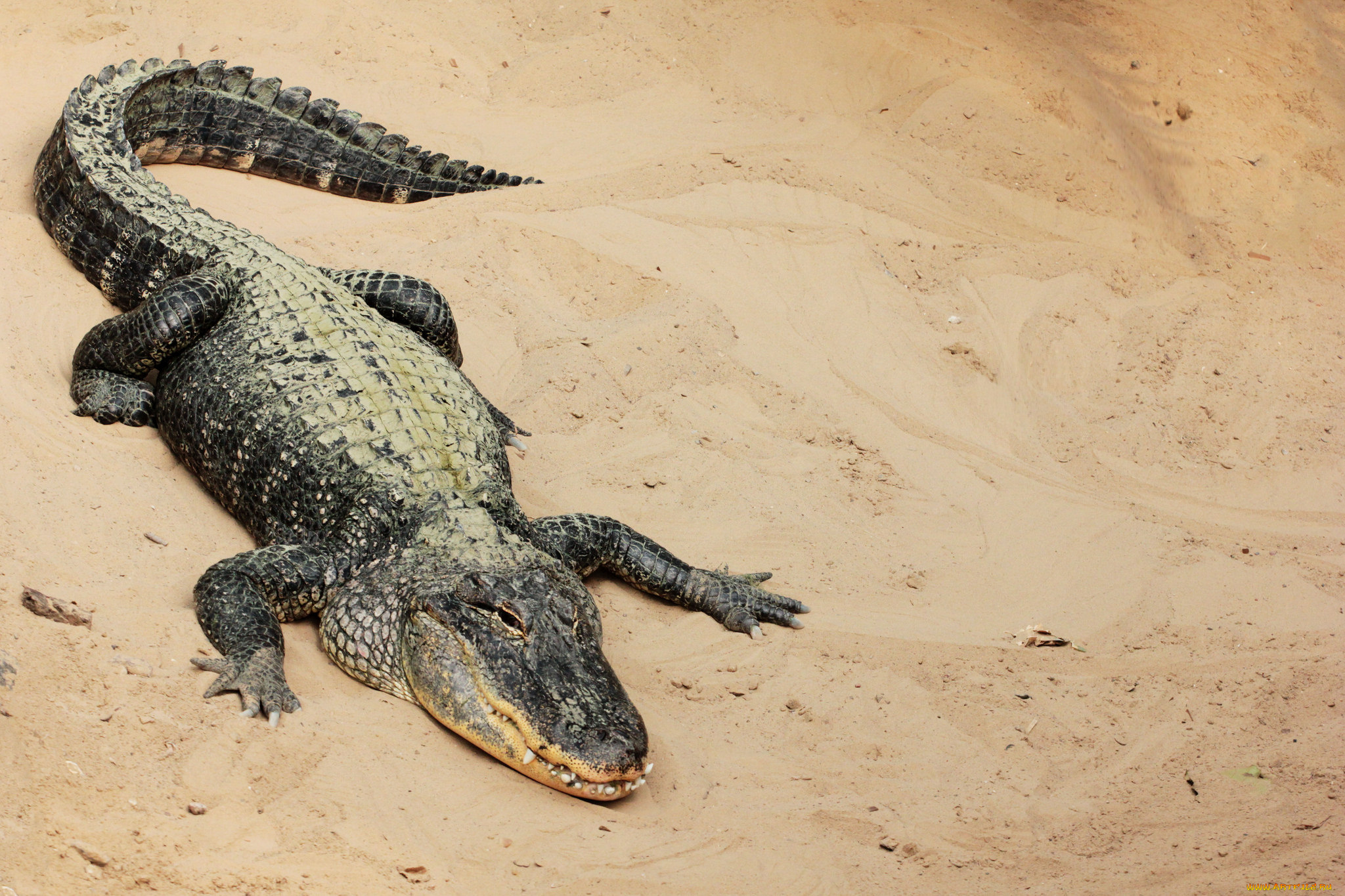 животные, крокодилы, песок, крокодил, отдых