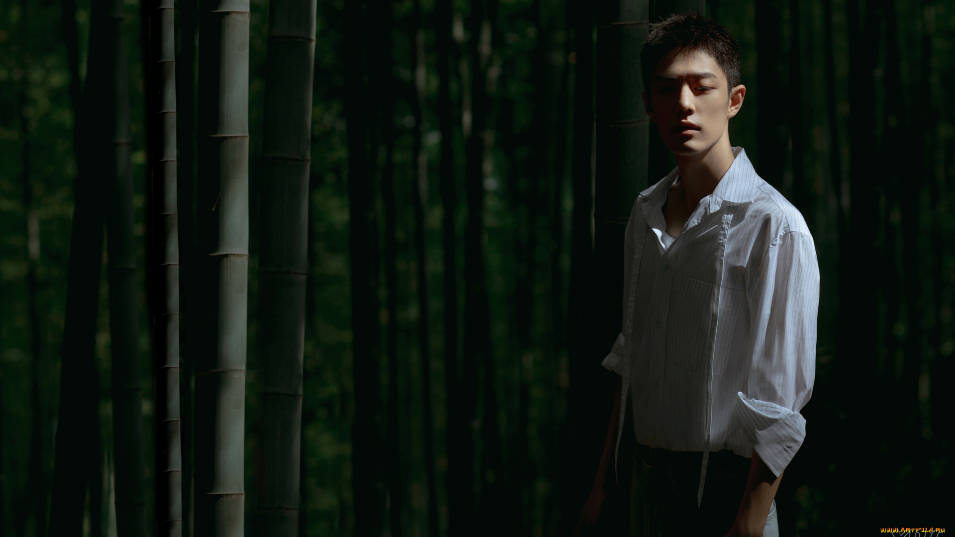 мужчины, xiao, zhan, актер, рубашка, лес, бамбук