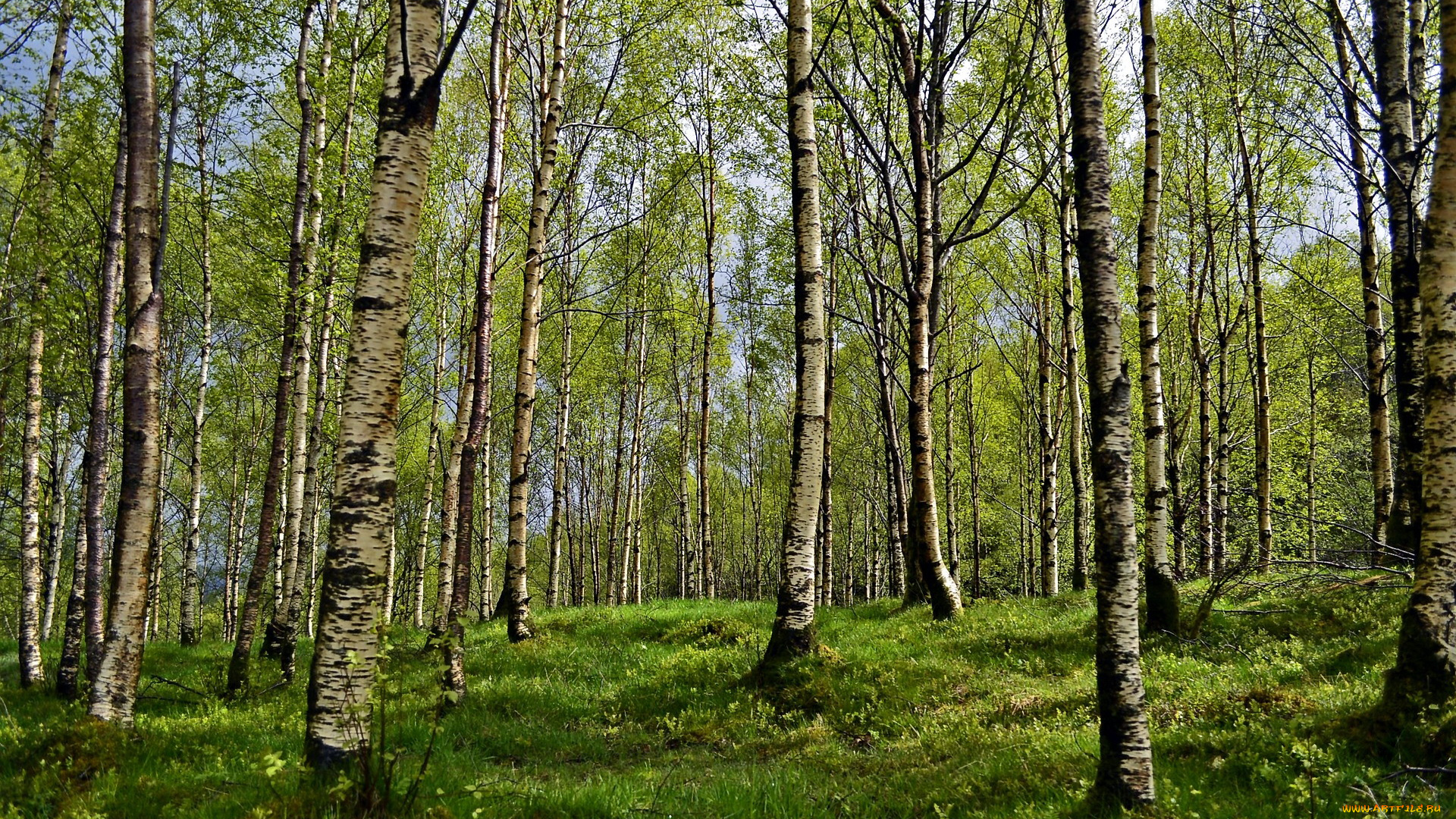 природа, лес, березовая, роща