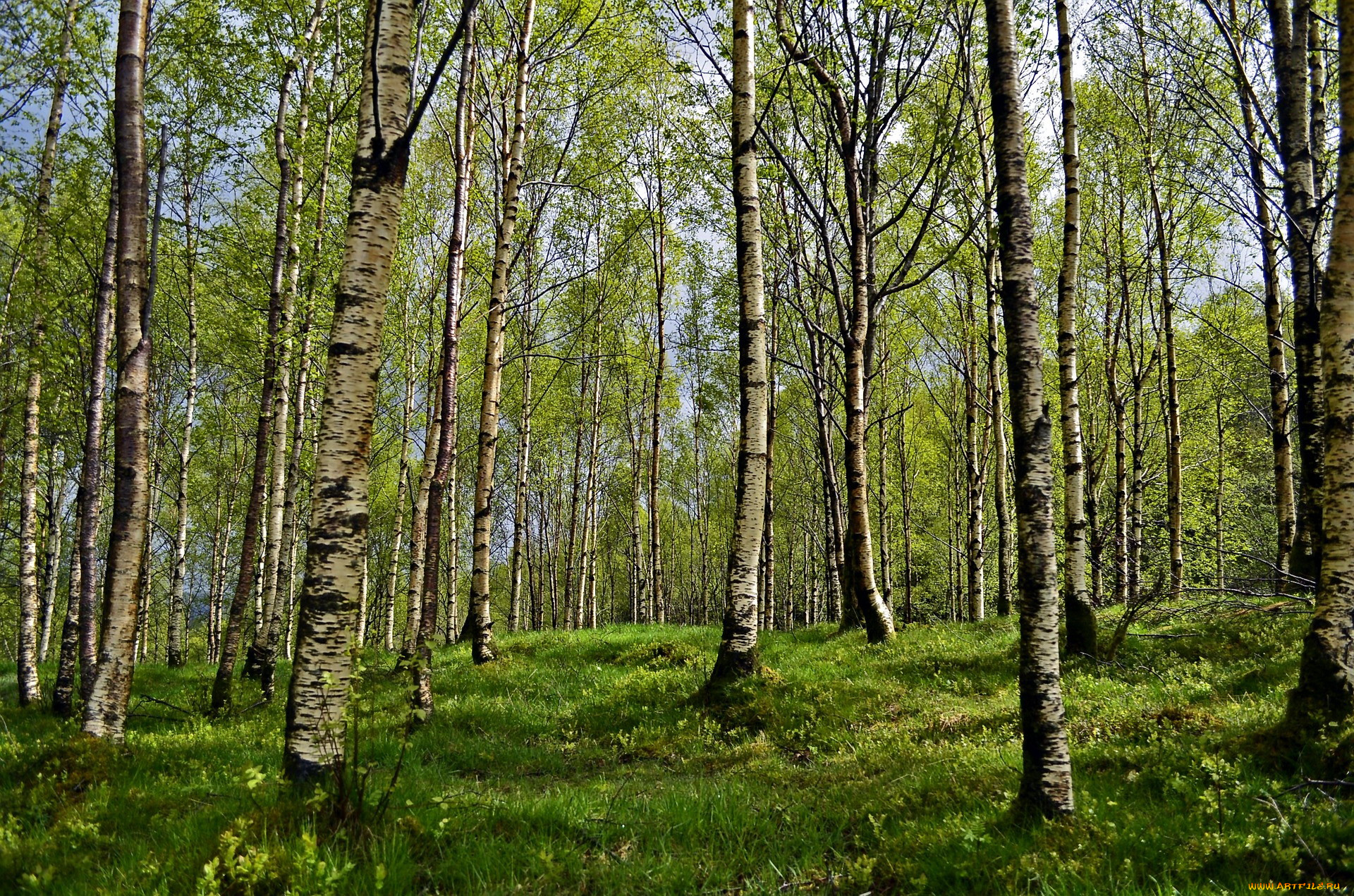 природа, лес, березовая, роща