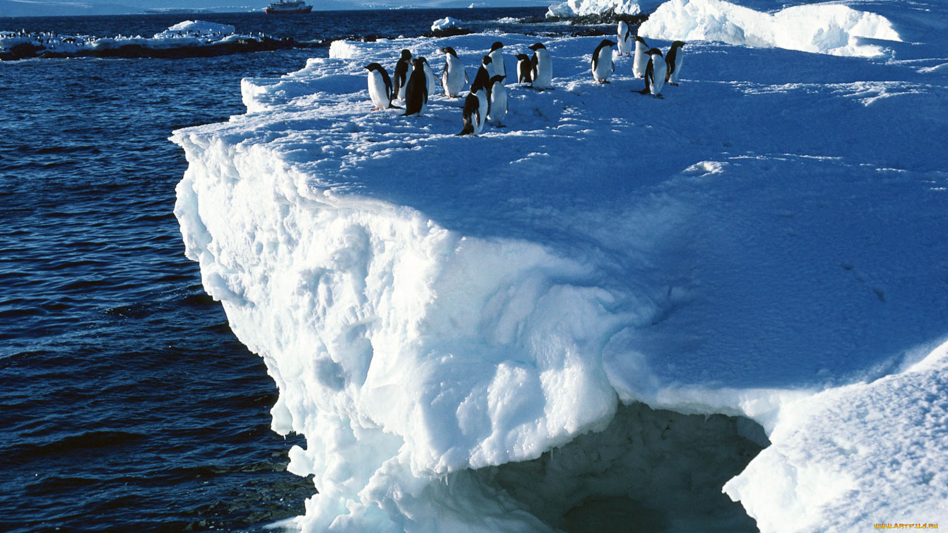 животные, пингвины, море, лед, обрыв, стая, снег