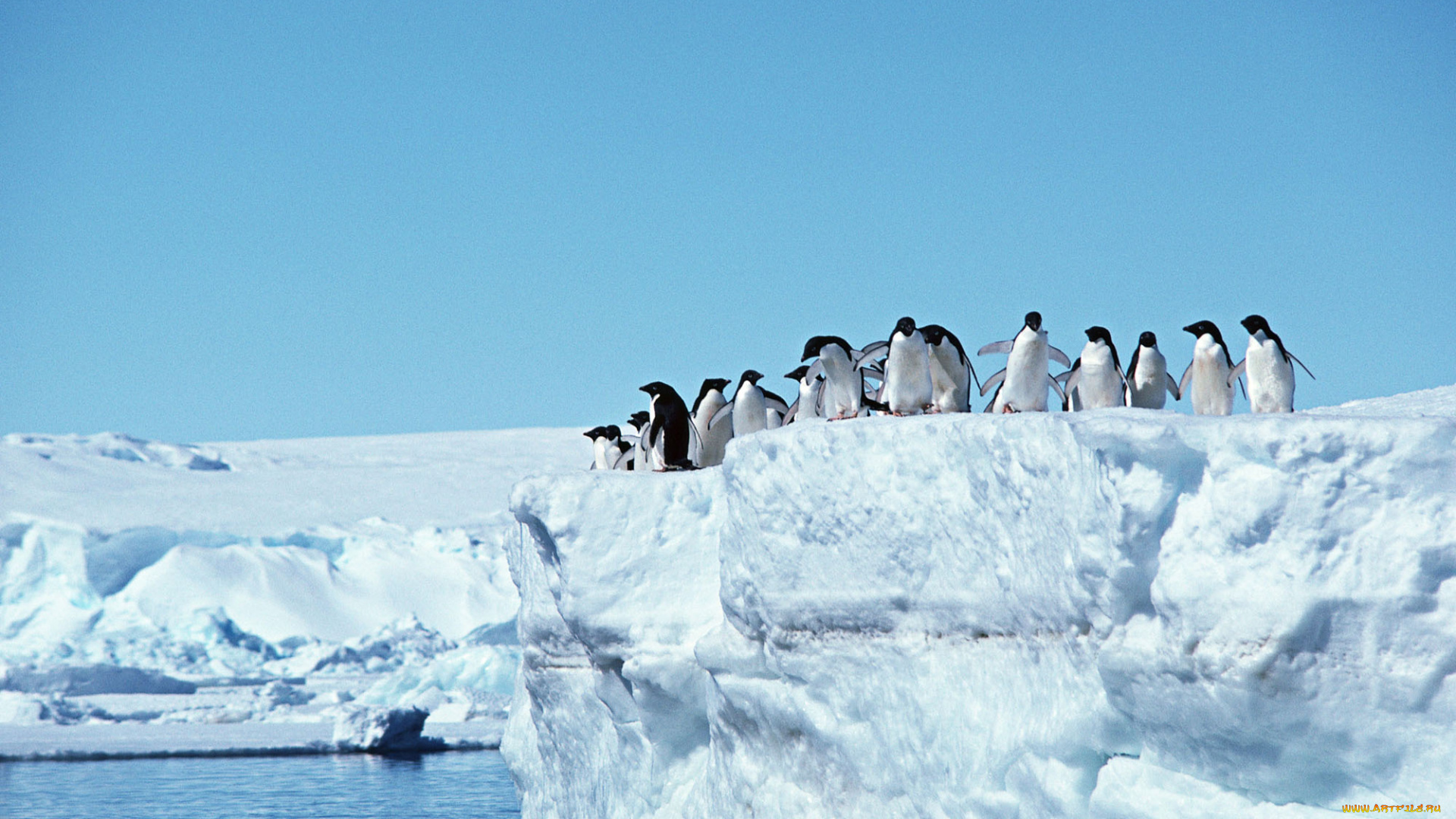животные, пингвины, прыжок, стая, вода, лед