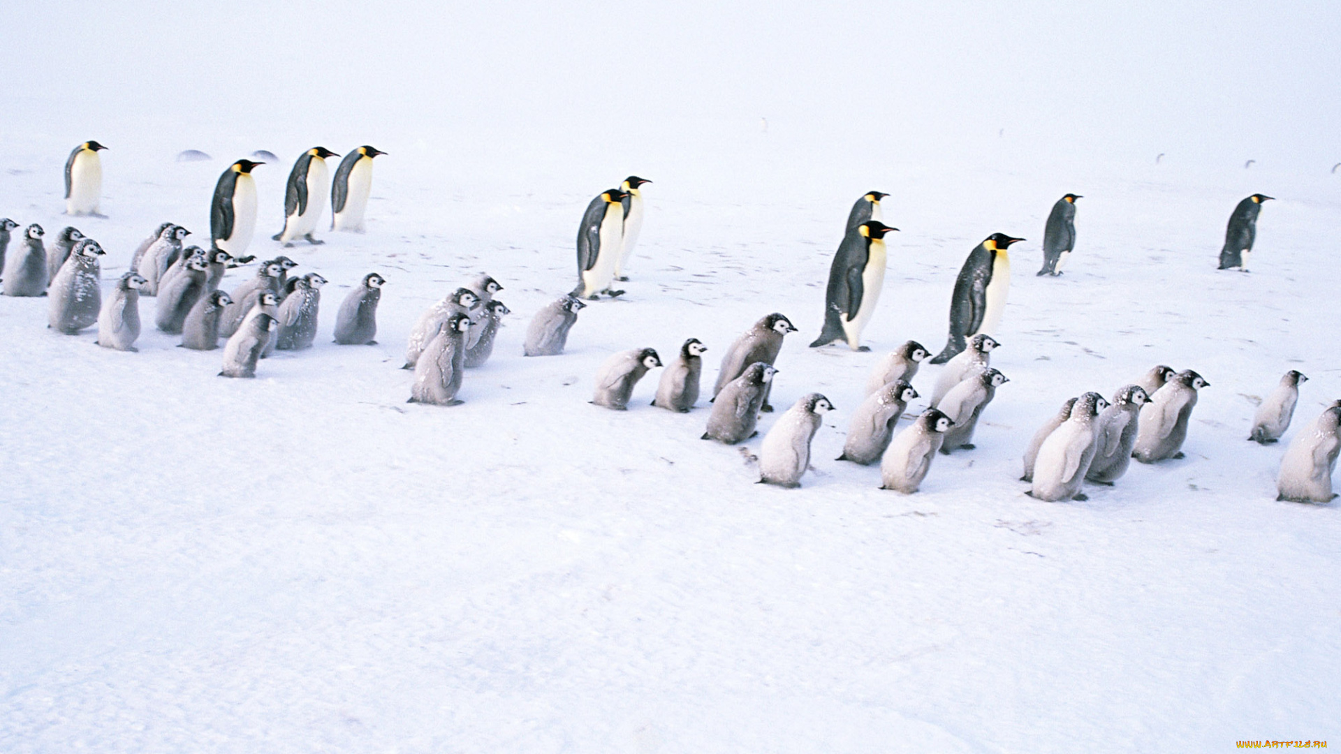 животные, пингвины, снег, стая, пингвинята