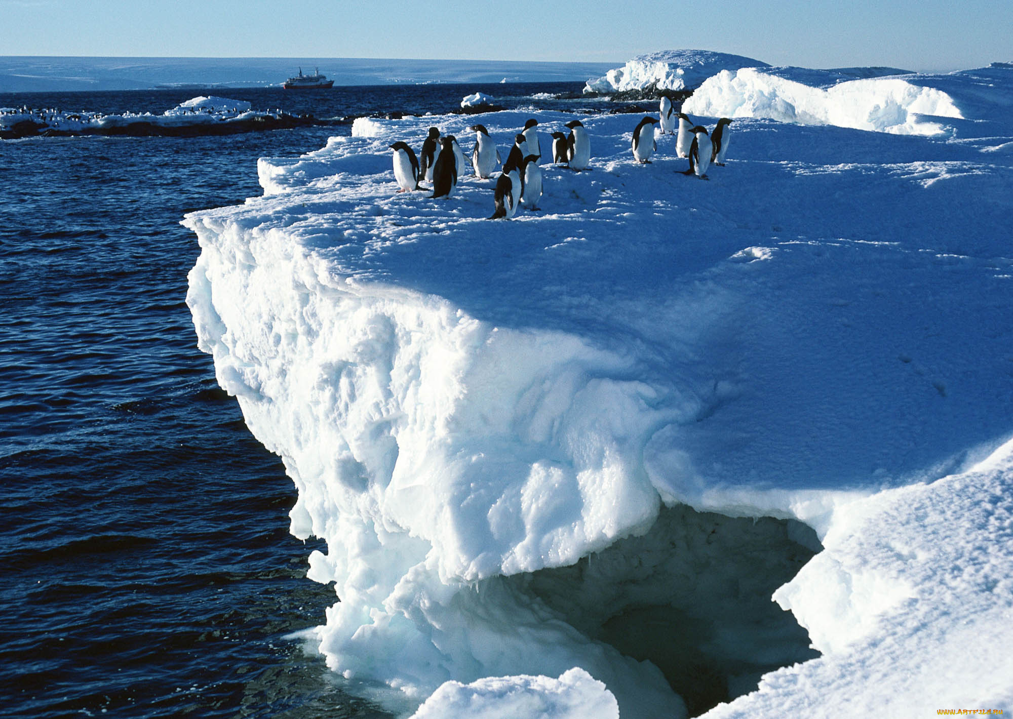 животные, пингвины, море, лед, обрыв, стая, снег