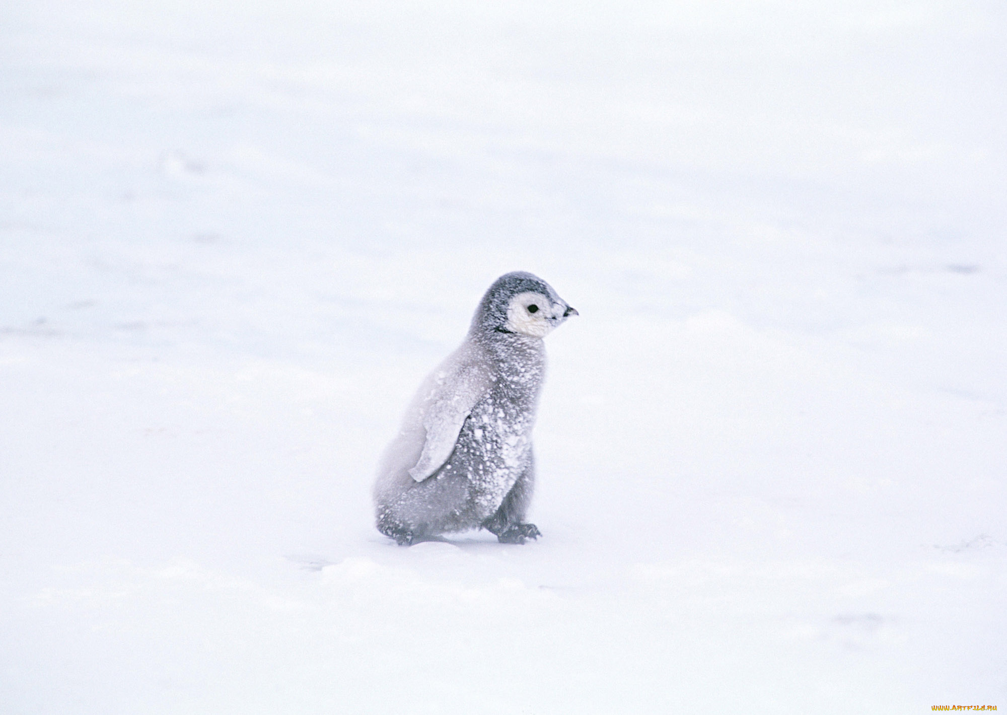 животные, пингвины, пингвиненок, снег