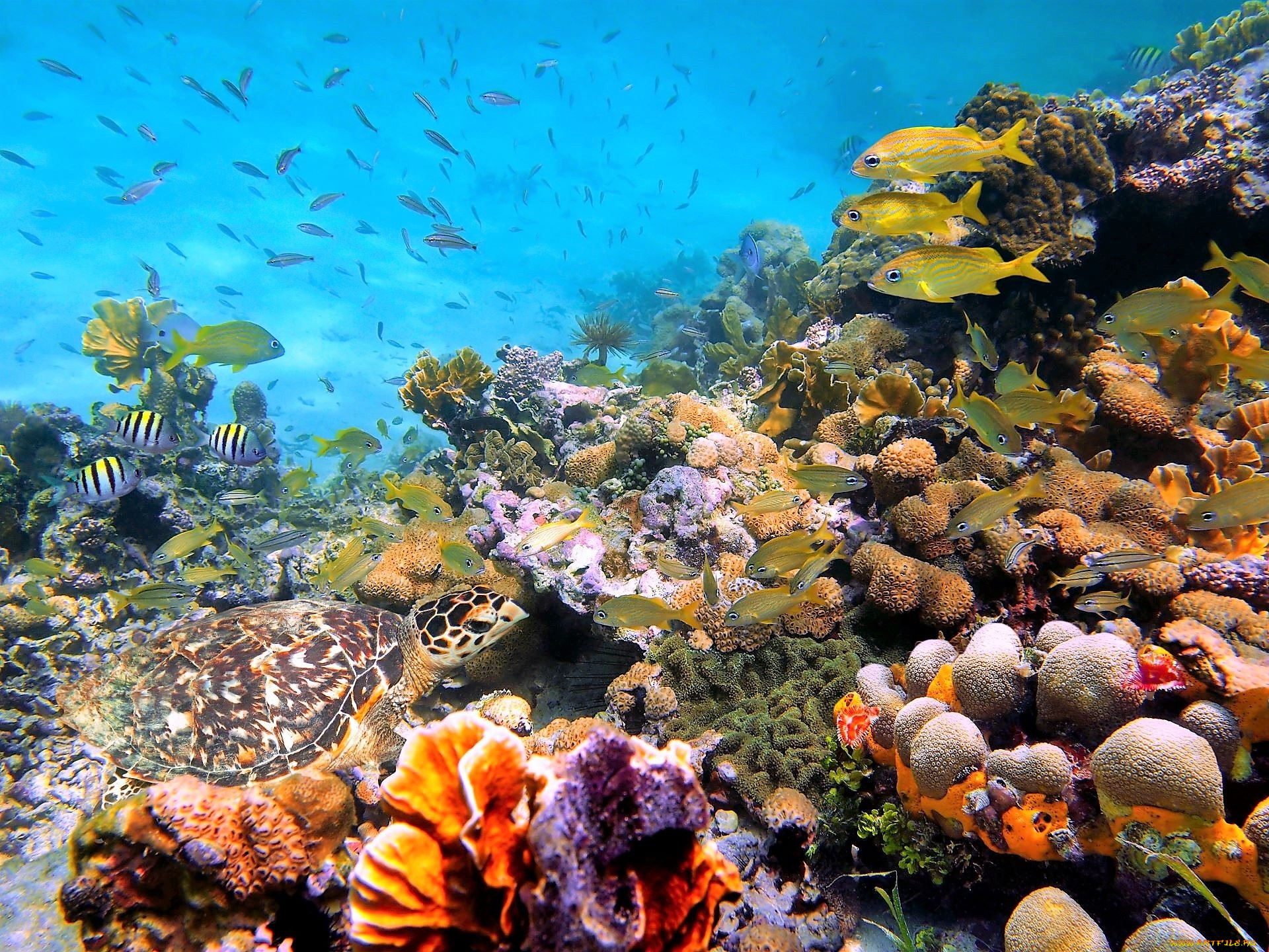 животные, морская, фауна, море, дно, черепаха, рыбы, кораллы, актинии