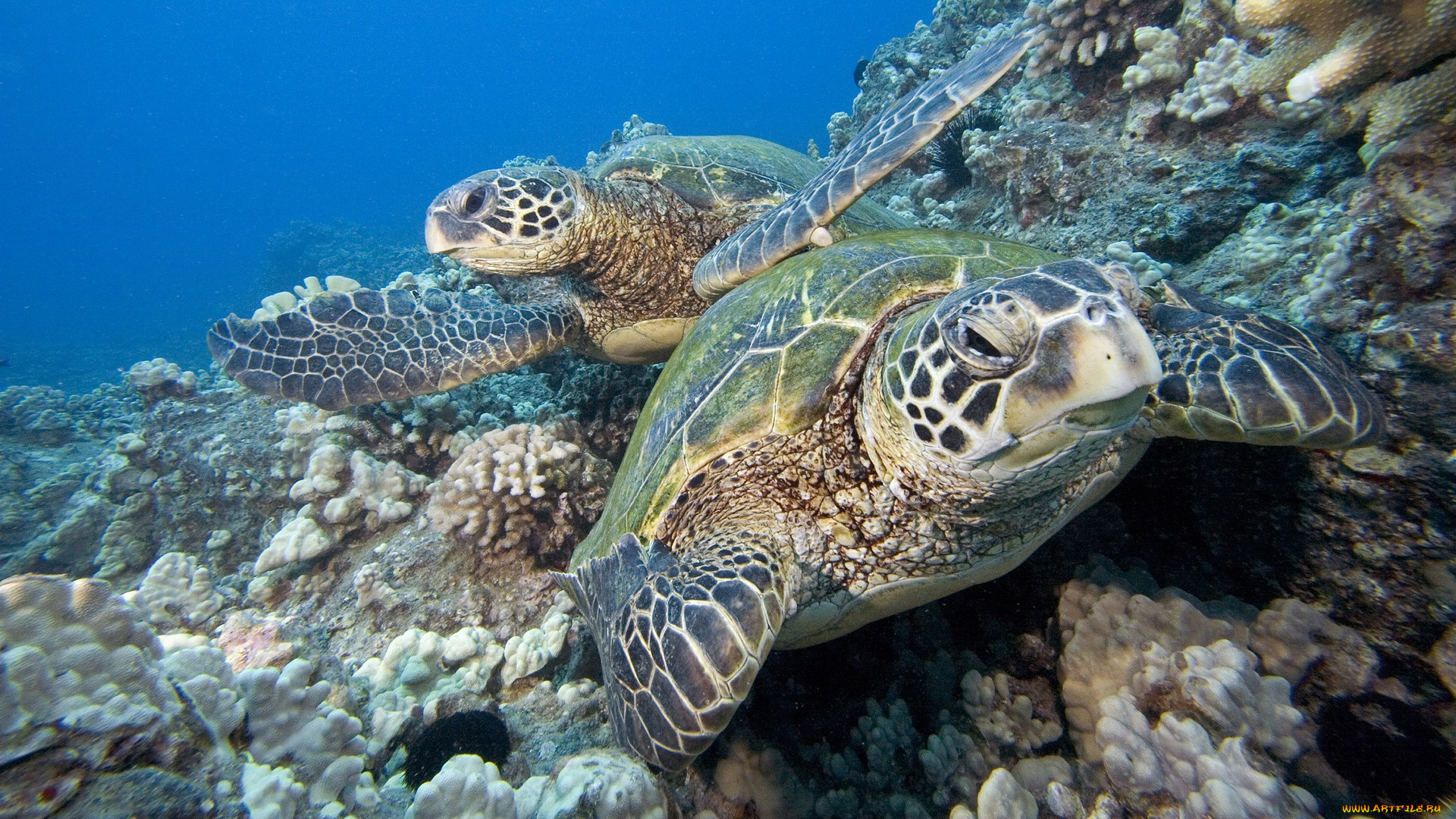 животные, Черепахи, черепахи, риф, океан, подводный