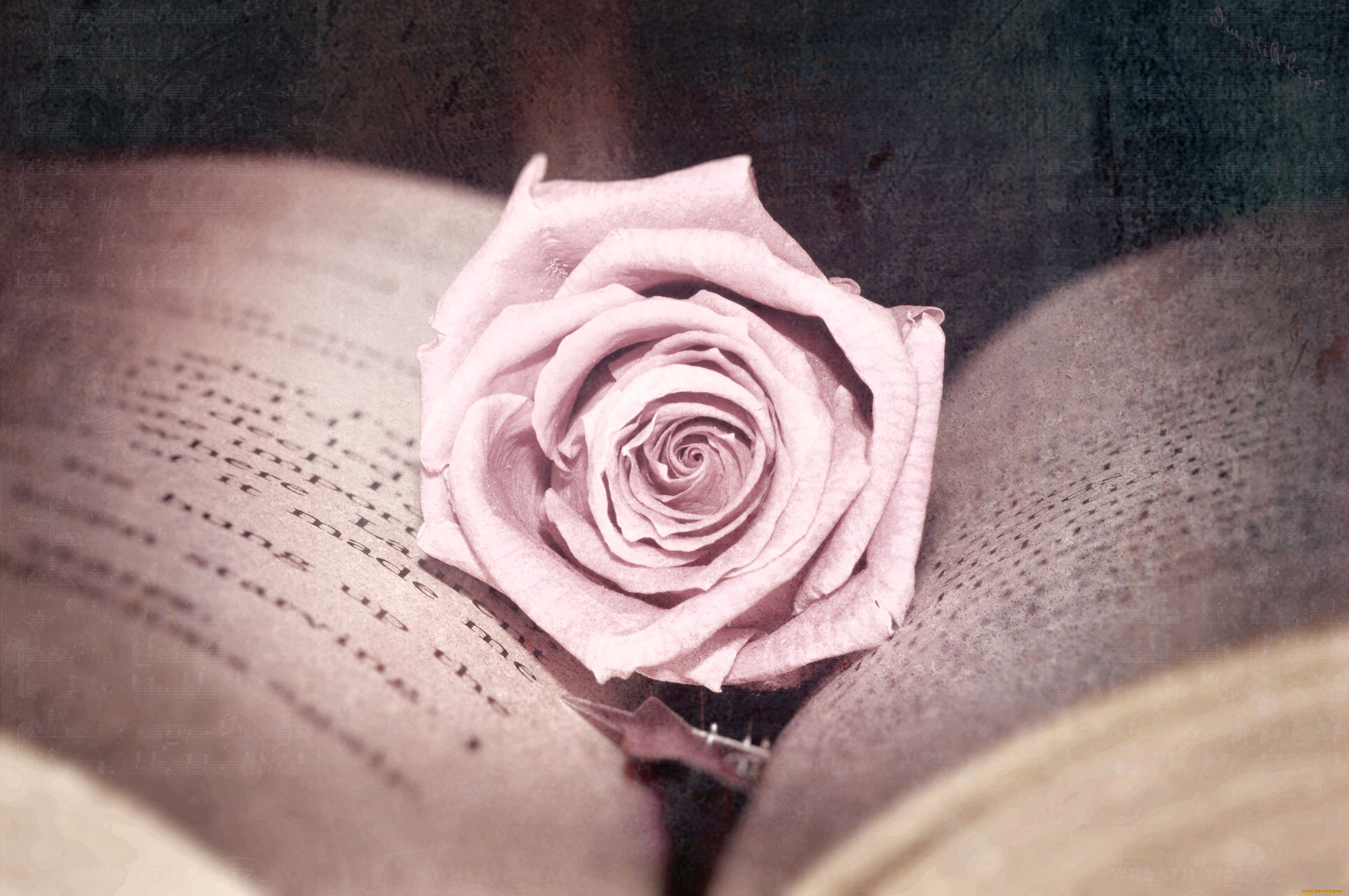 цветы, розы, книга, бутон