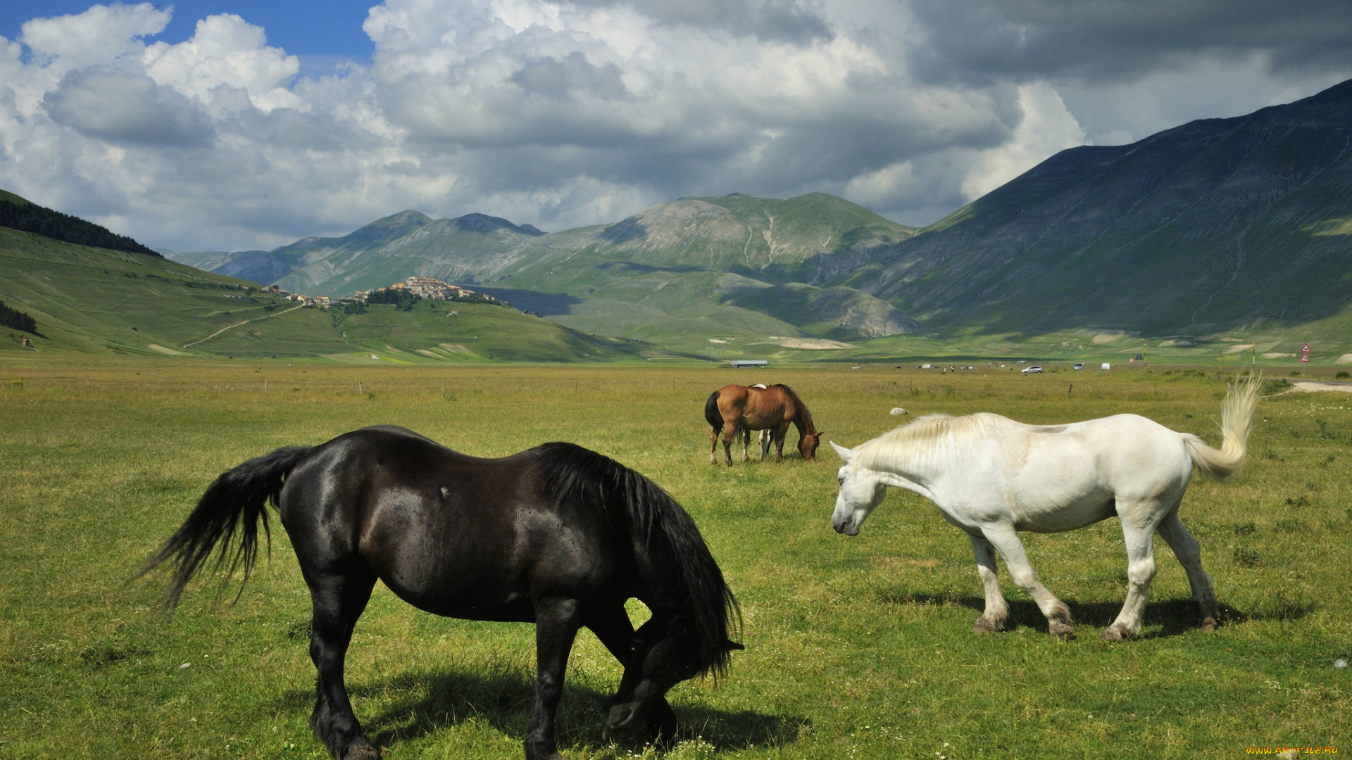 животные, лошади, луг, пастбище, горы, пейзаж, кони