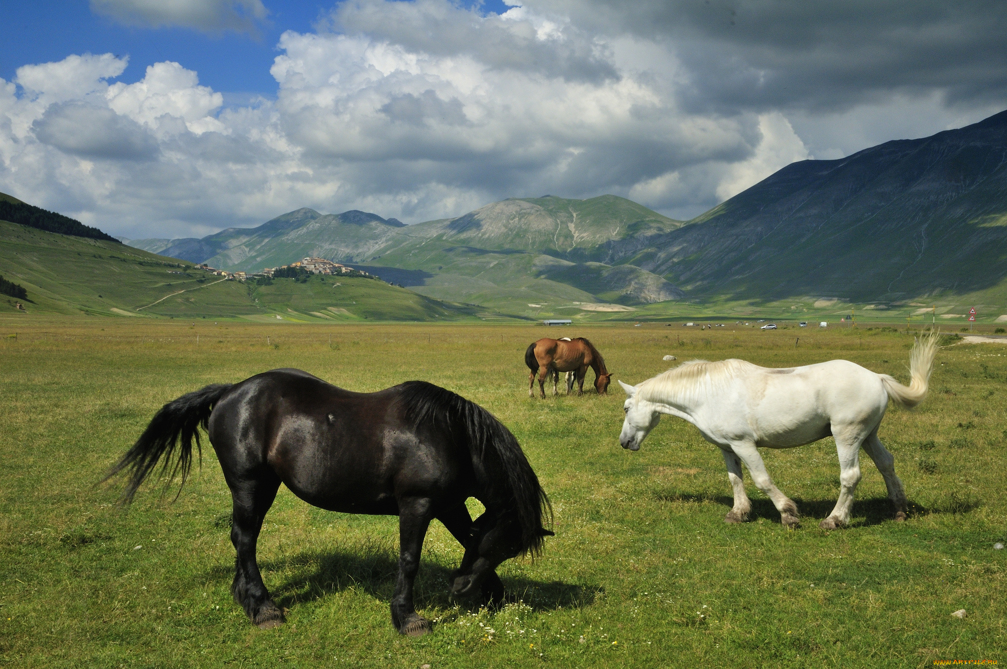 животные, лошади, луг, пастбище, горы, пейзаж, кони