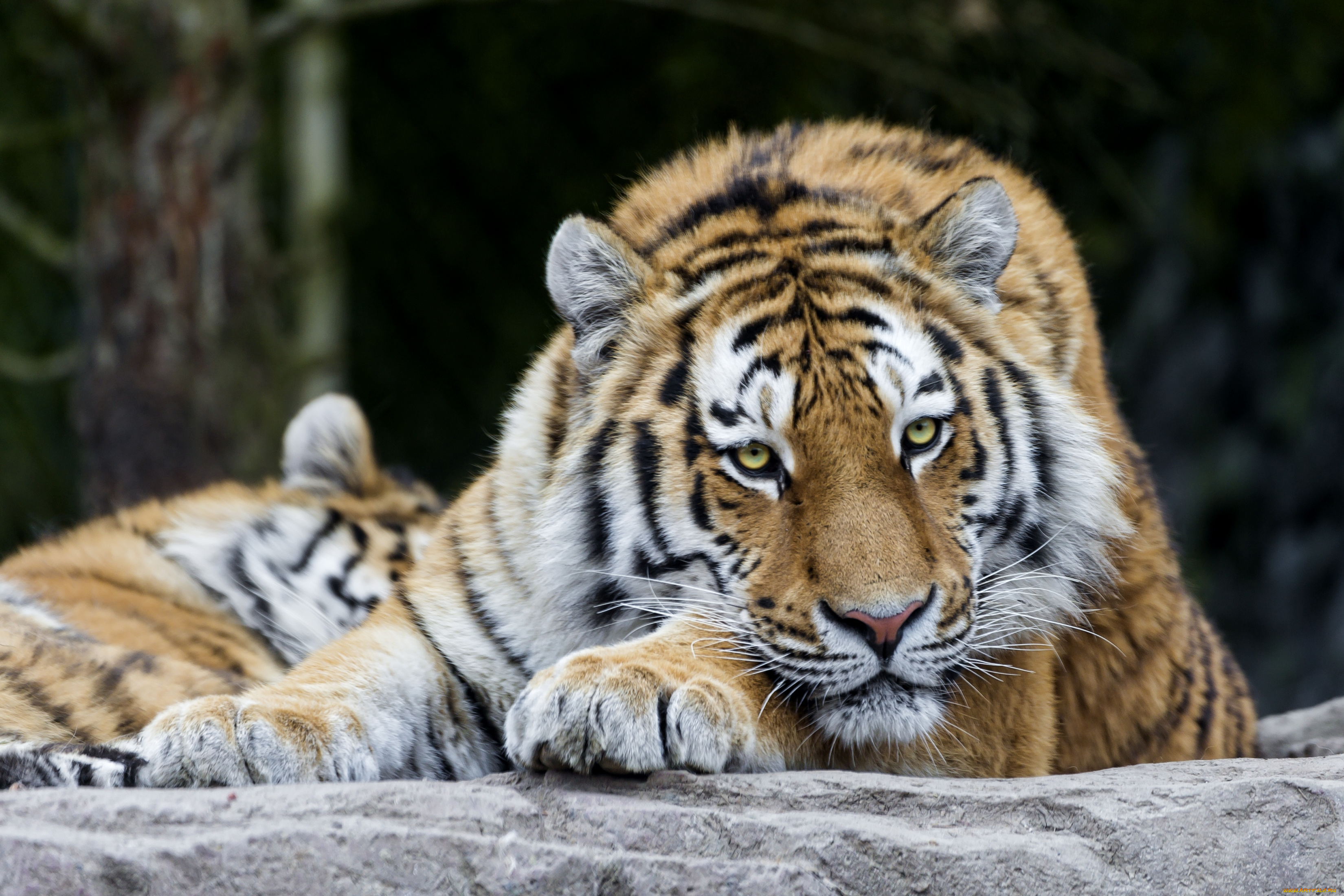 животные, тигры, отдых, красавец