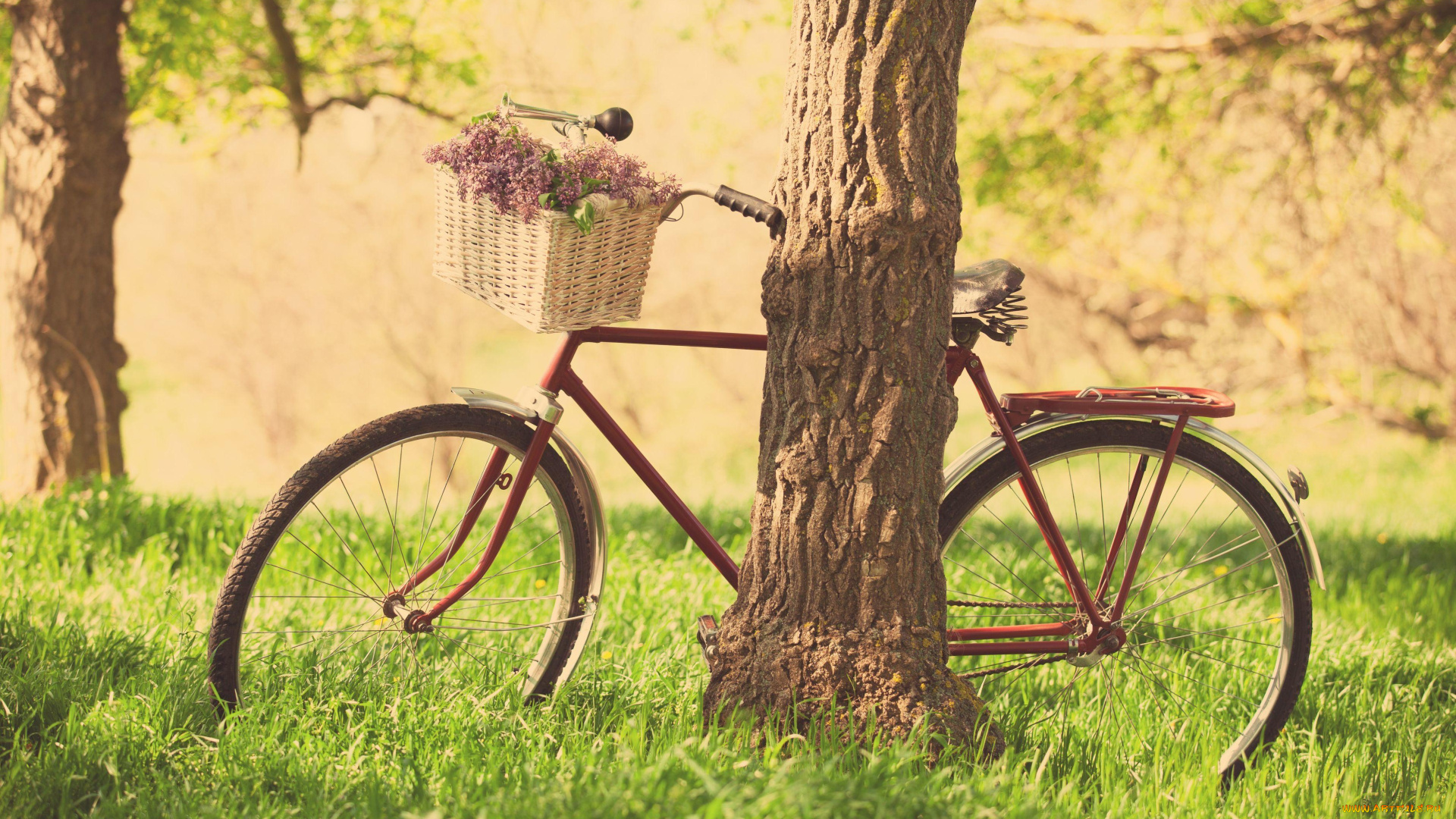 техника, велосипеды, корзина, трава, деревья, велосипед, цветы
