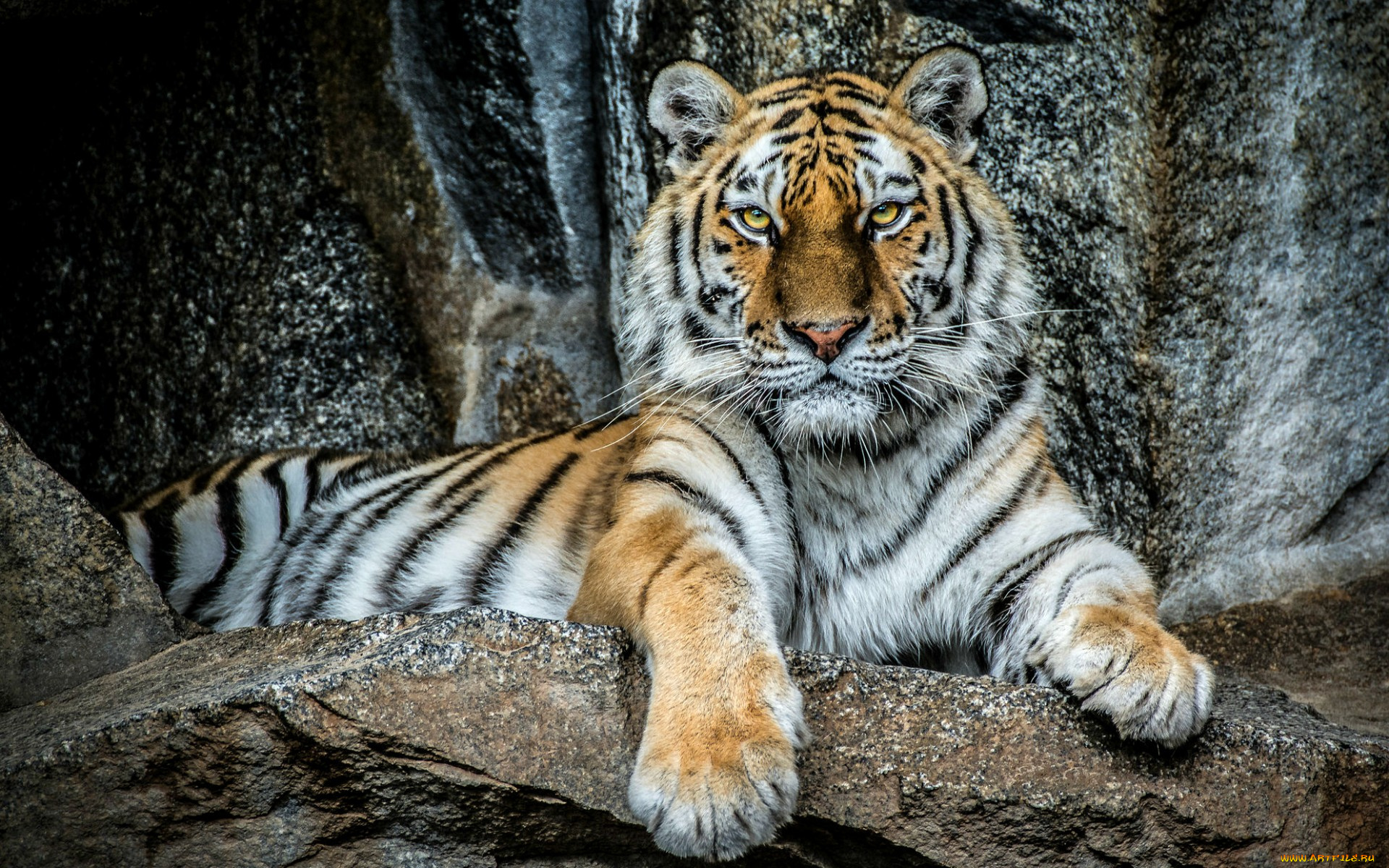 животные, тигры, тигр, красавец, портрет, хищник, взгляд, сила, величие, камни