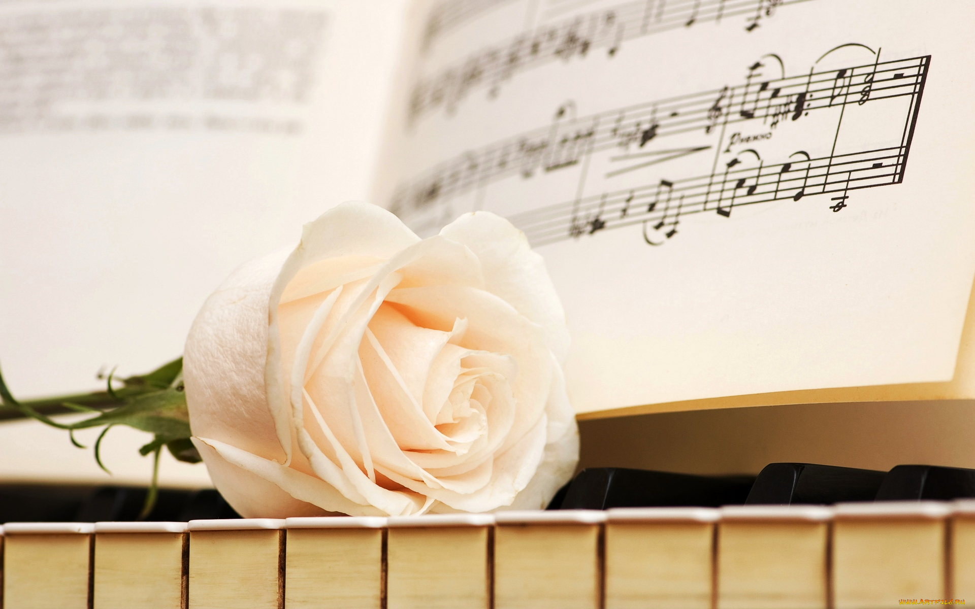 музыка, -музыкальные, инструменты, клавиши, цветок, роза, ноты