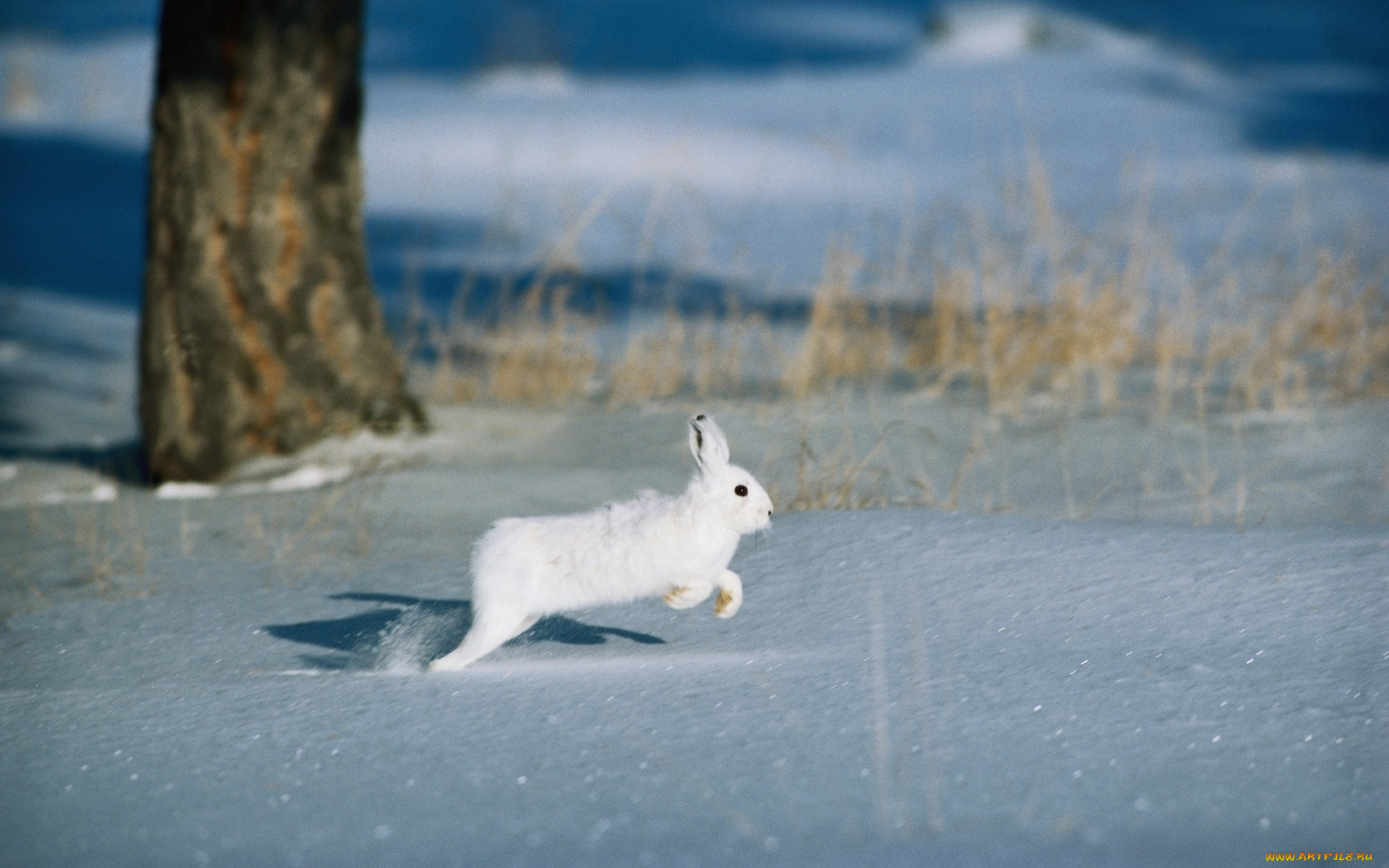 животные, кролики, зайцы, лес, снег