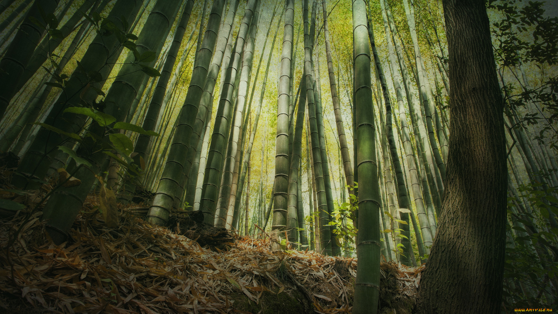 природа, лес, бамбук, высота