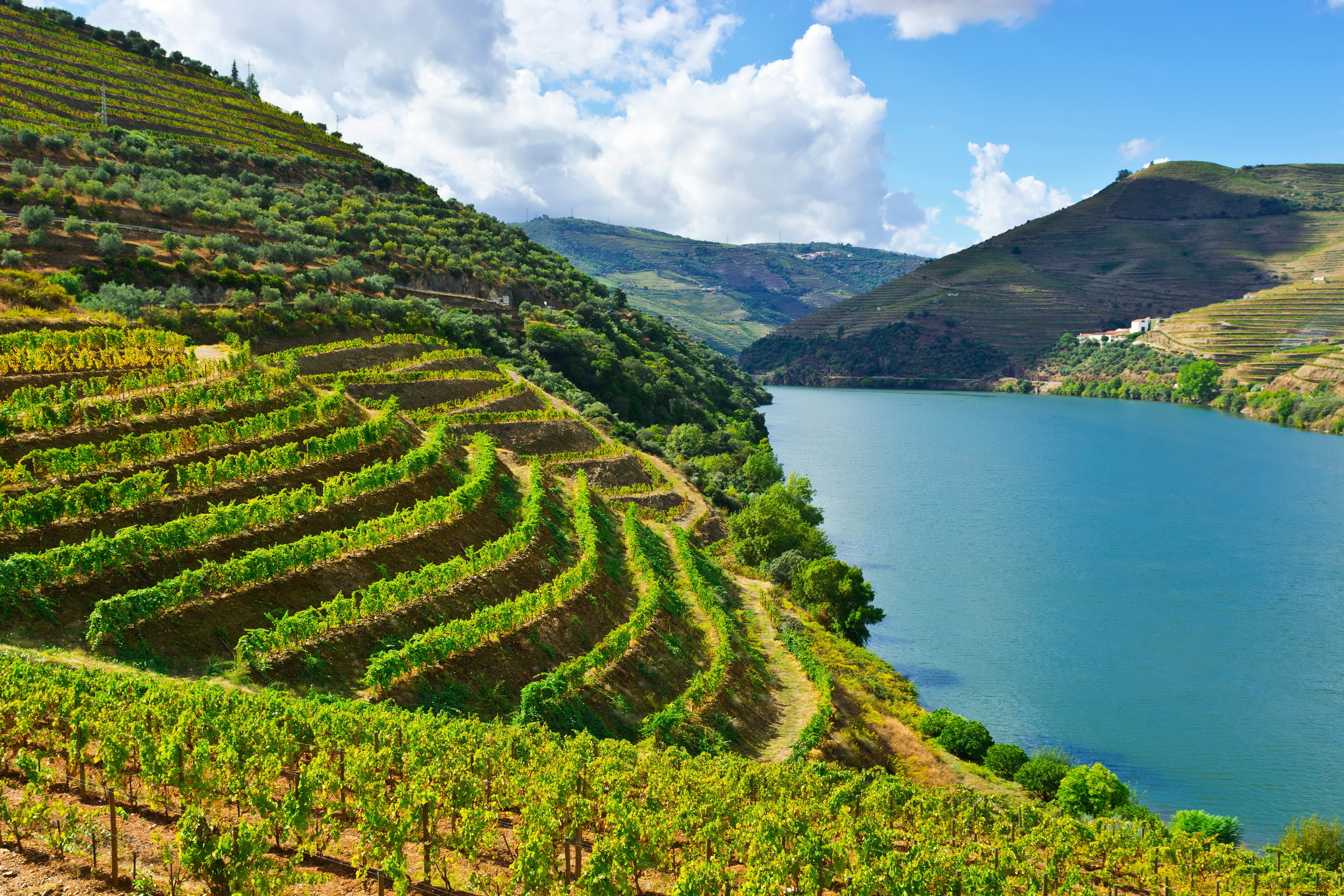 природа, реки, озера, река, португалия, douro, river, виноградники