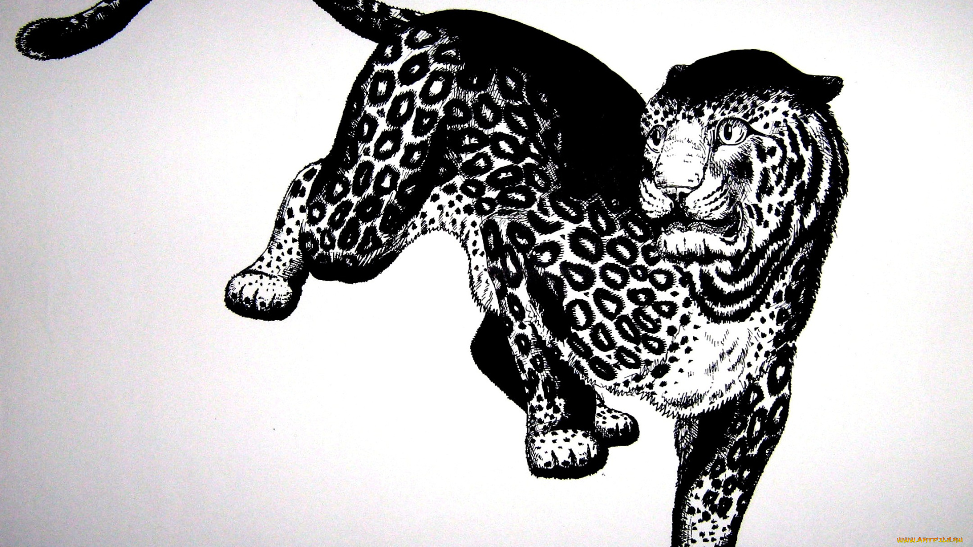 рисованное, животные, , ягуары, , леопарды, графика, зверь, хищник, ягуар