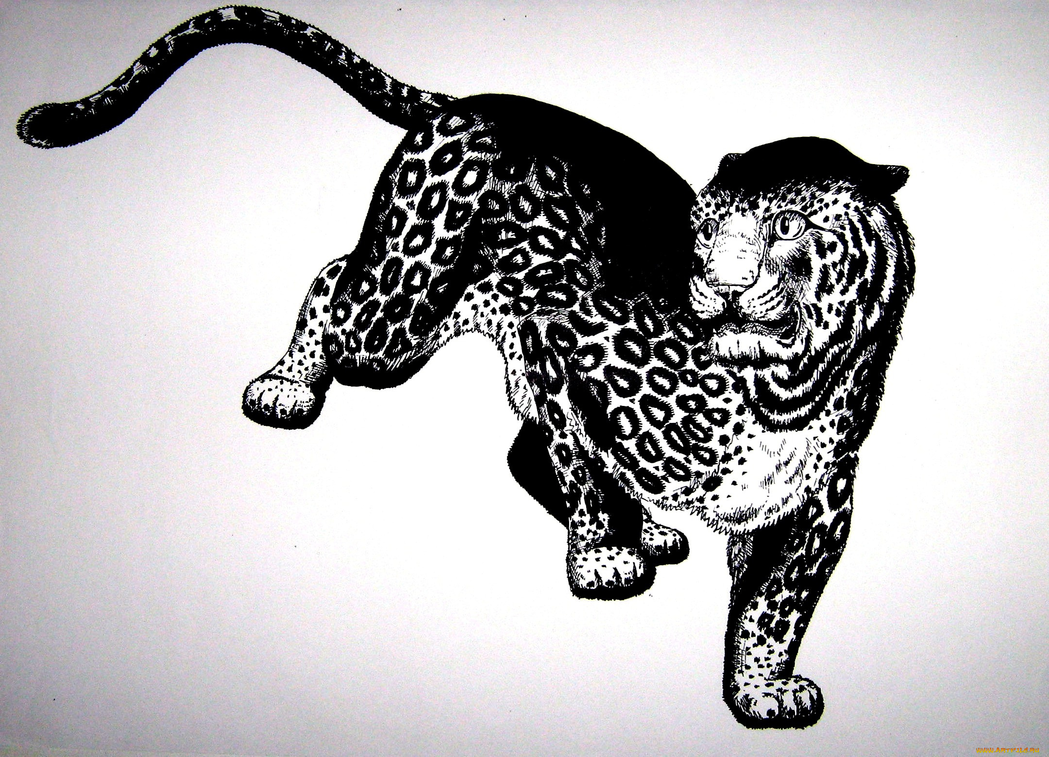 рисованное, животные, , ягуары, , леопарды, графика, зверь, хищник, ягуар
