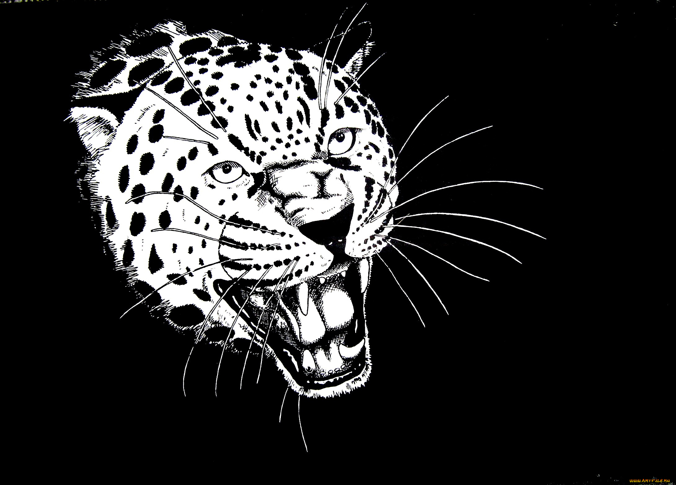 рисованное, животные, , ягуары, , леопарды, голова, хищник, зверь, рев, ягуар