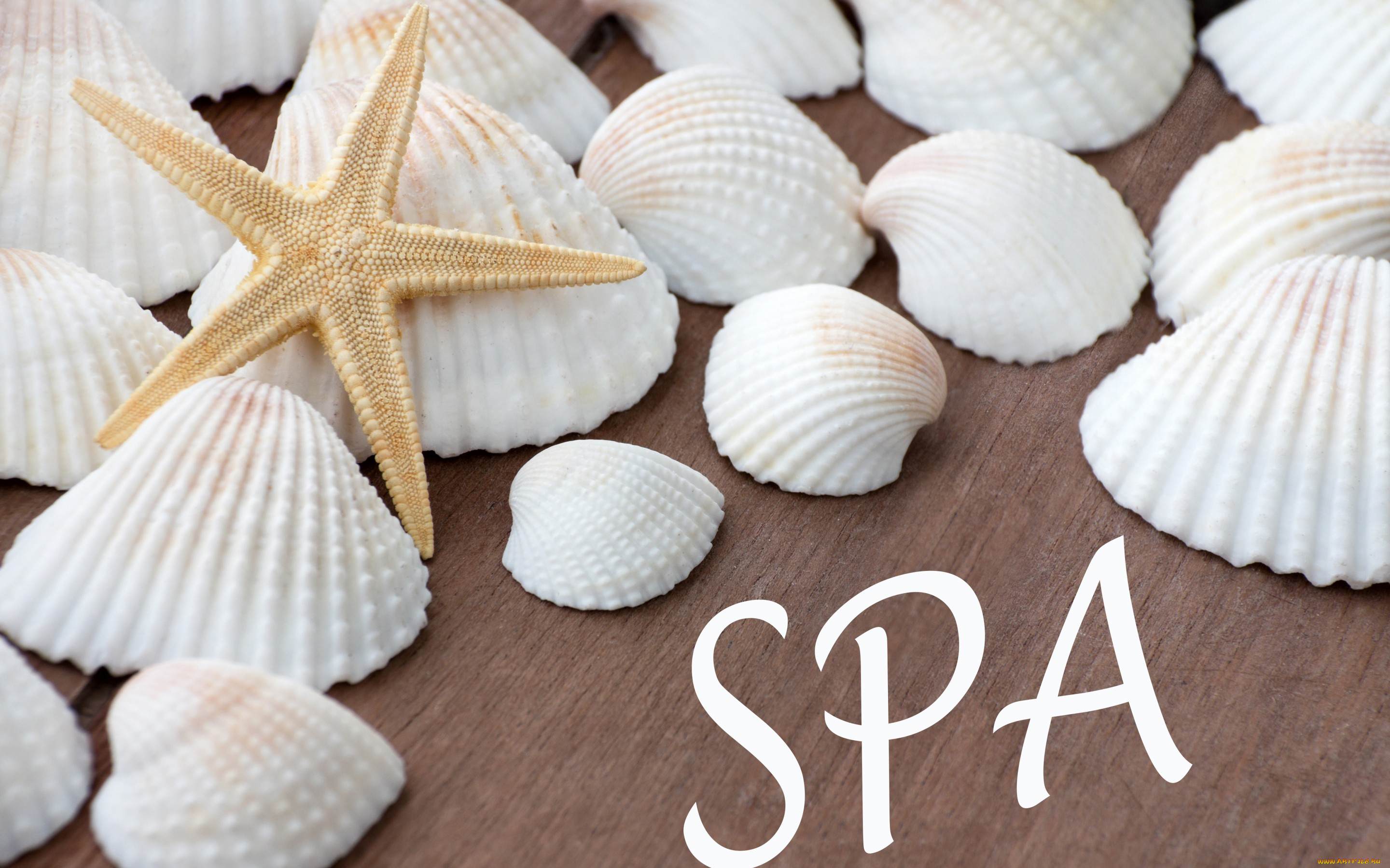 разное, ракушки, , кораллы, , декоративные, и, spa-камни, starfish, seashells, relax, wellness, still, life, spa