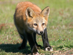 Картинка foxes of san juan island 02 животные лисы