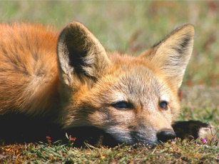 Картинка foxes of san juan island 04 животные лисы
