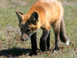 Картинка foxes of san juan island 06 животные лисы