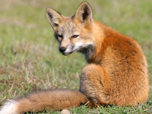 Картинка foxes of san juan island 08 животные лисы