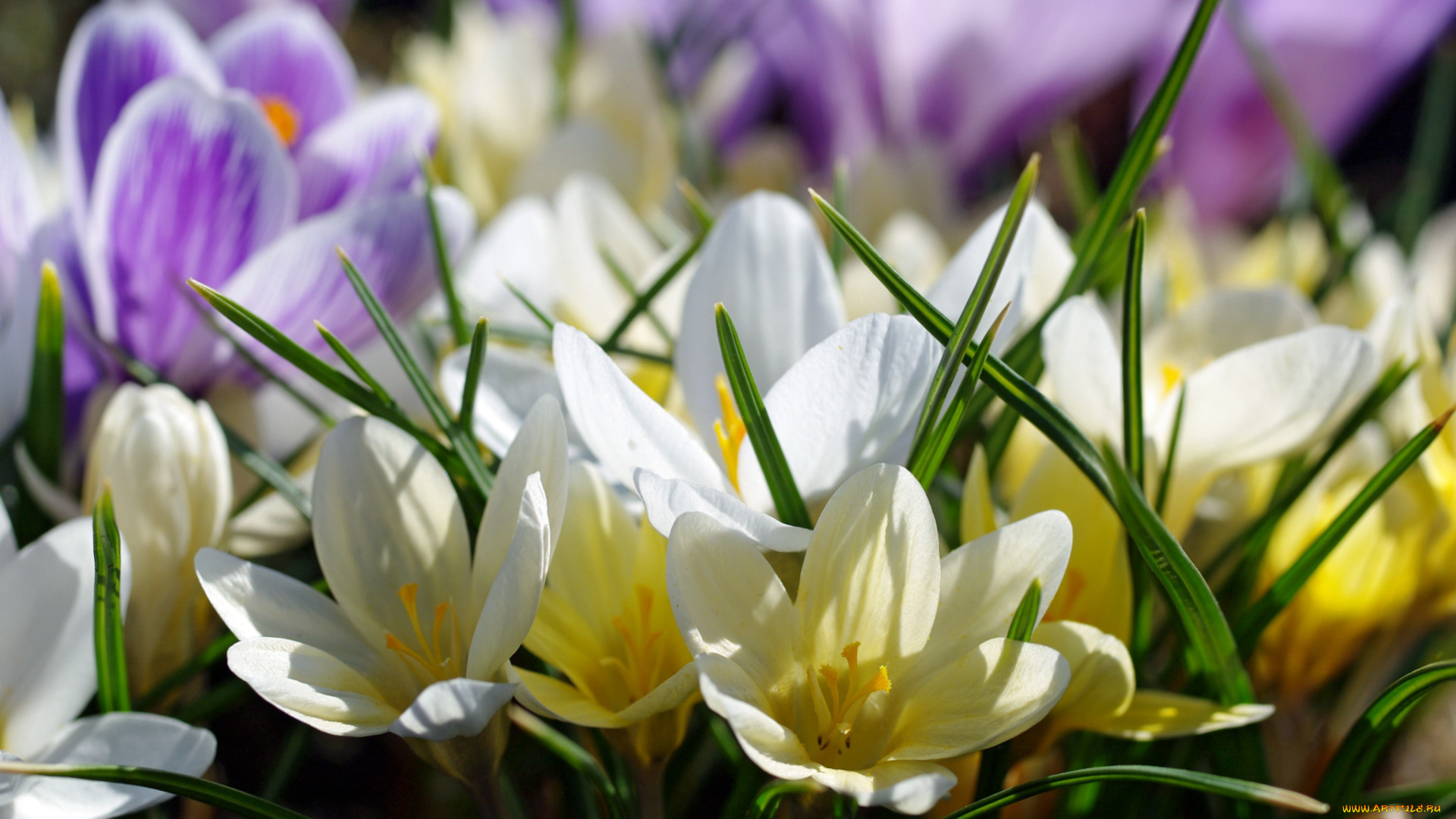 цветы, крокусы, апрель, белый, цвет, весна, дача, жёлтый, красота, луковичные, макро, множество, нежность, первоцветы, природа, радость, растения, сиреневый, флора
