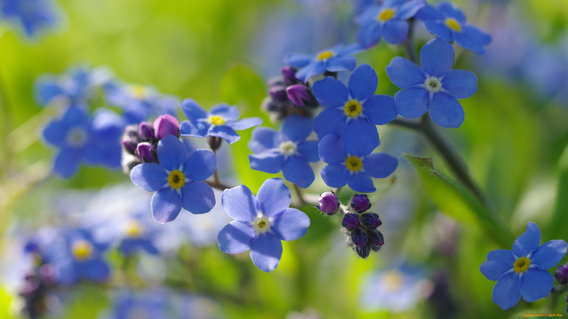 цветы, незабудки, первоцветы, нежность, радость, дача, май, макро, природа, флора, голубой, цвет, весна, красота