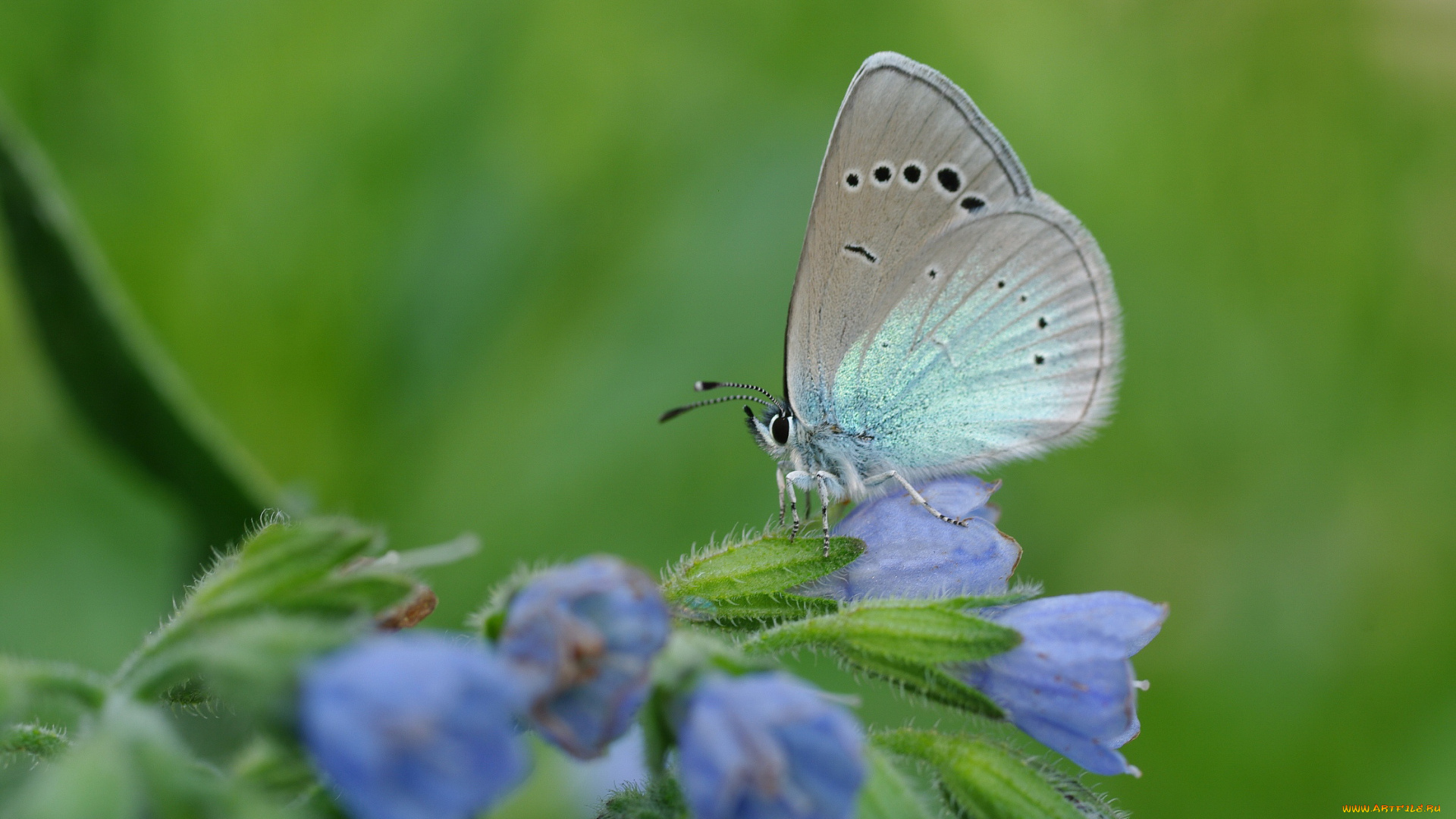 животные, бабочки, , мотыльки, , моли, голубой, цвет, голубянка, зелёный, июнь, красота, крылья, лета, лето, макро, мотыльки, природа, растения, цветы