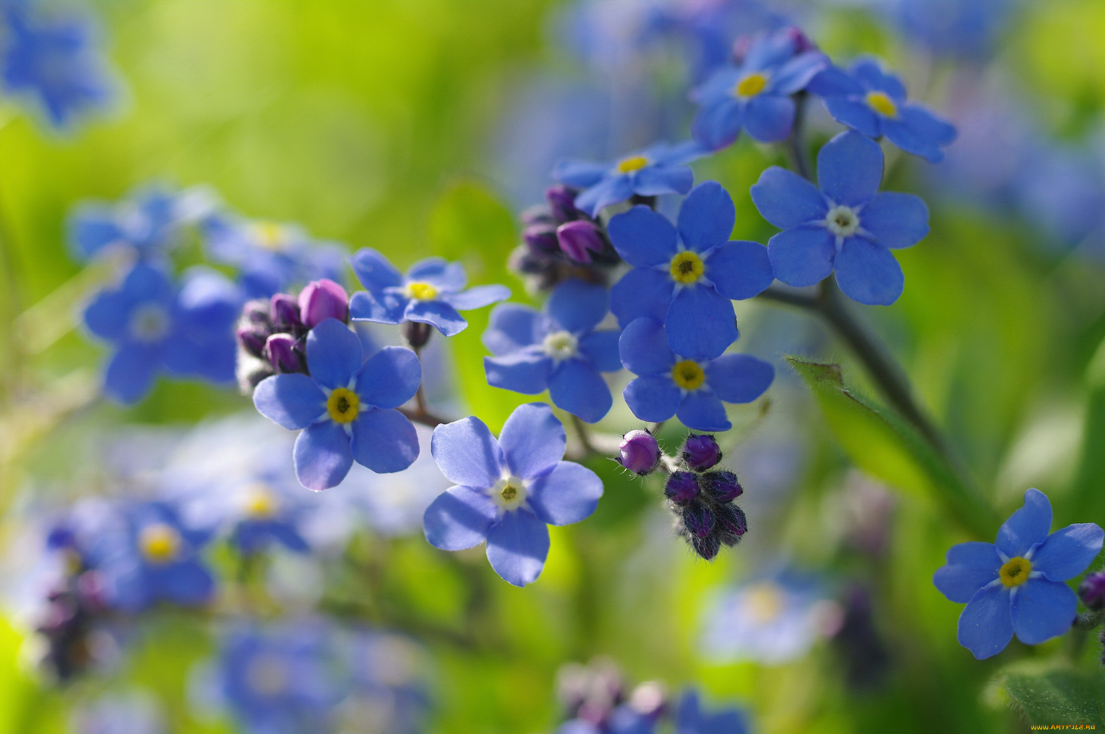 цветы, незабудки, первоцветы, нежность, радость, дача, май, макро, природа, флора, голубой, цвет, весна, красота