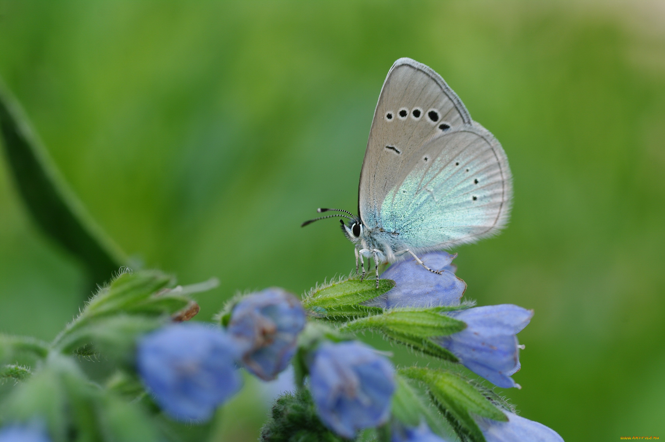 животные, бабочки, , мотыльки, , моли, голубой, цвет, голубянка, зелёный, июнь, красота, крылья, лета, лето, макро, мотыльки, природа, растения, цветы