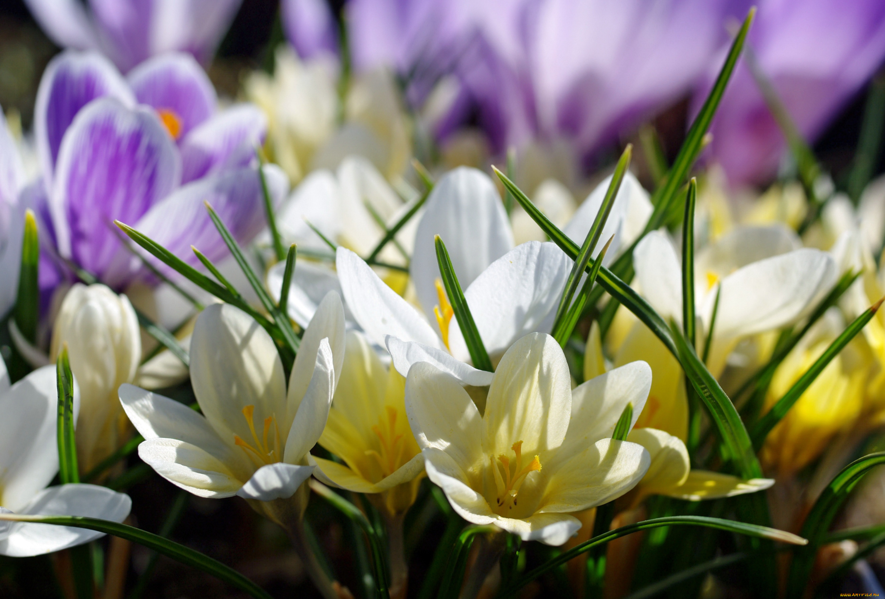 цветы, крокусы, апрель, белый, цвет, весна, дача, жёлтый, красота, луковичные, макро, множество, нежность, первоцветы, природа, радость, растения, сиреневый, флора
