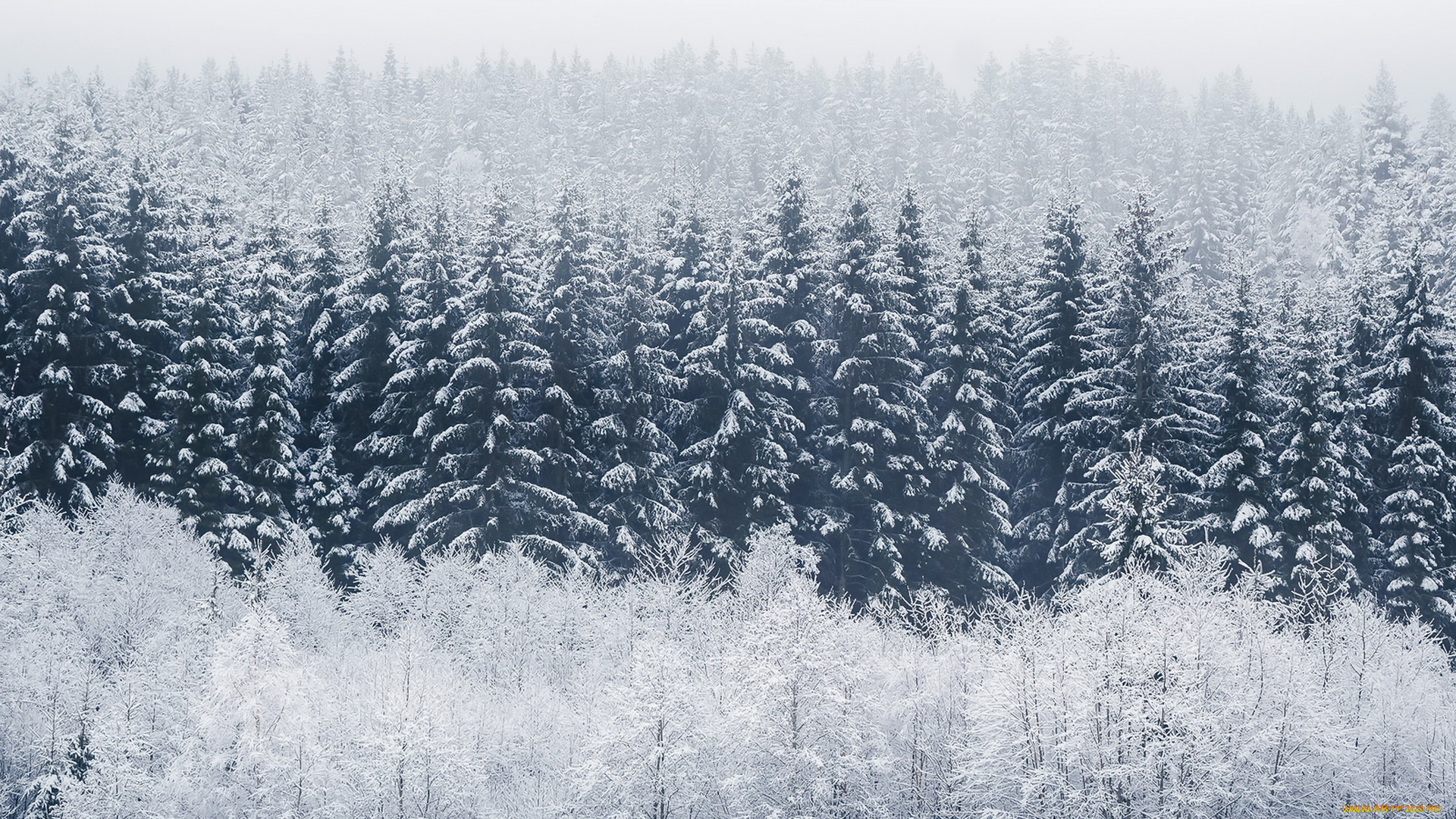 природа, лес, туман, иней, зима