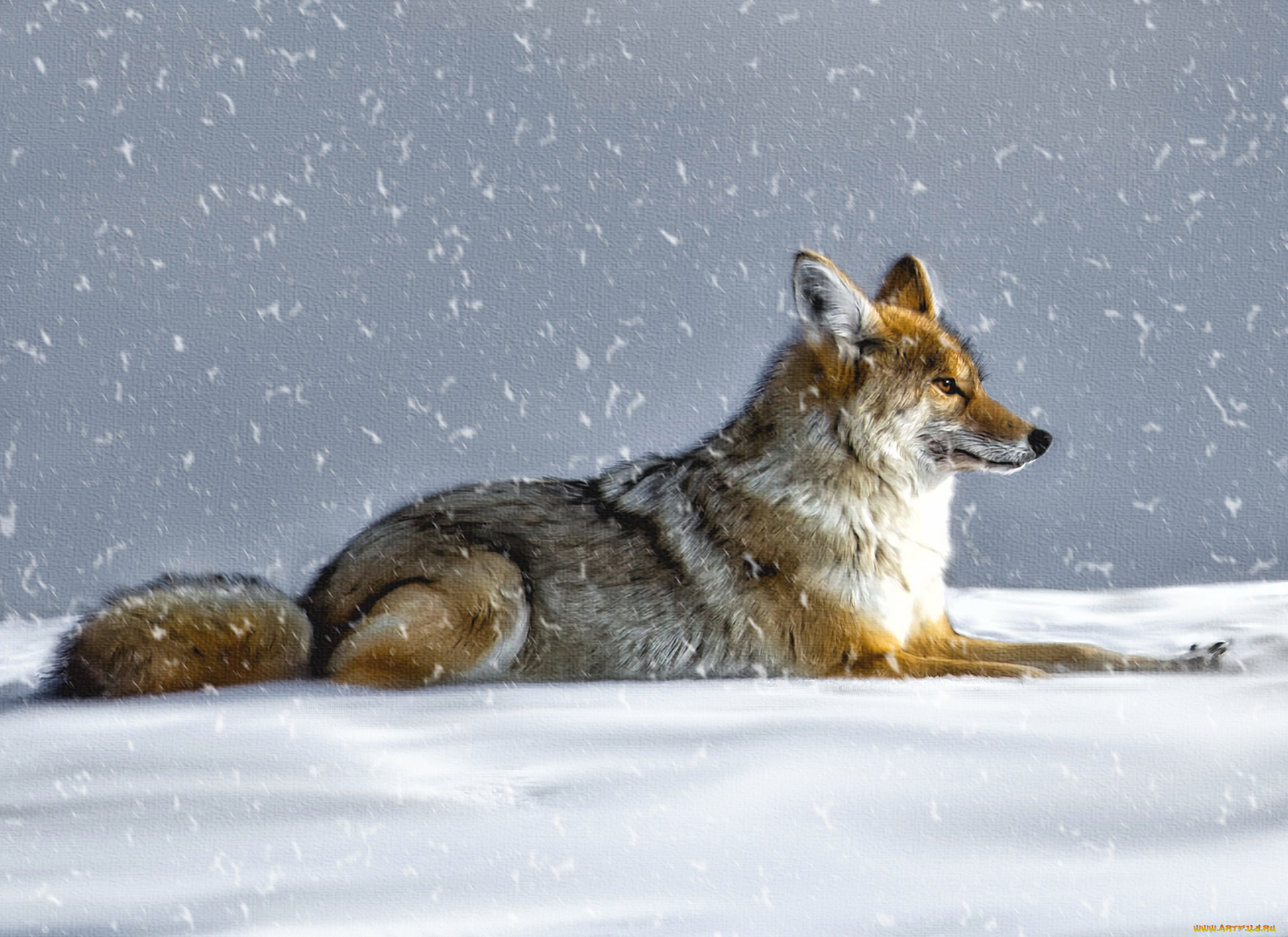 рисованное, животные, , волки, волк, койот, снег, зима