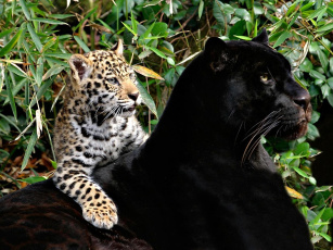 Картинка животные Ягуары ягуар мама котёнок