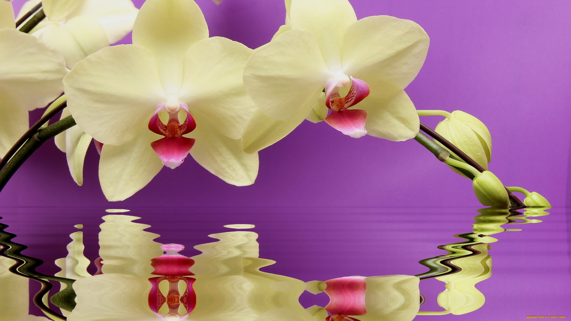 цветы, орхидеи, ветка, отражение
