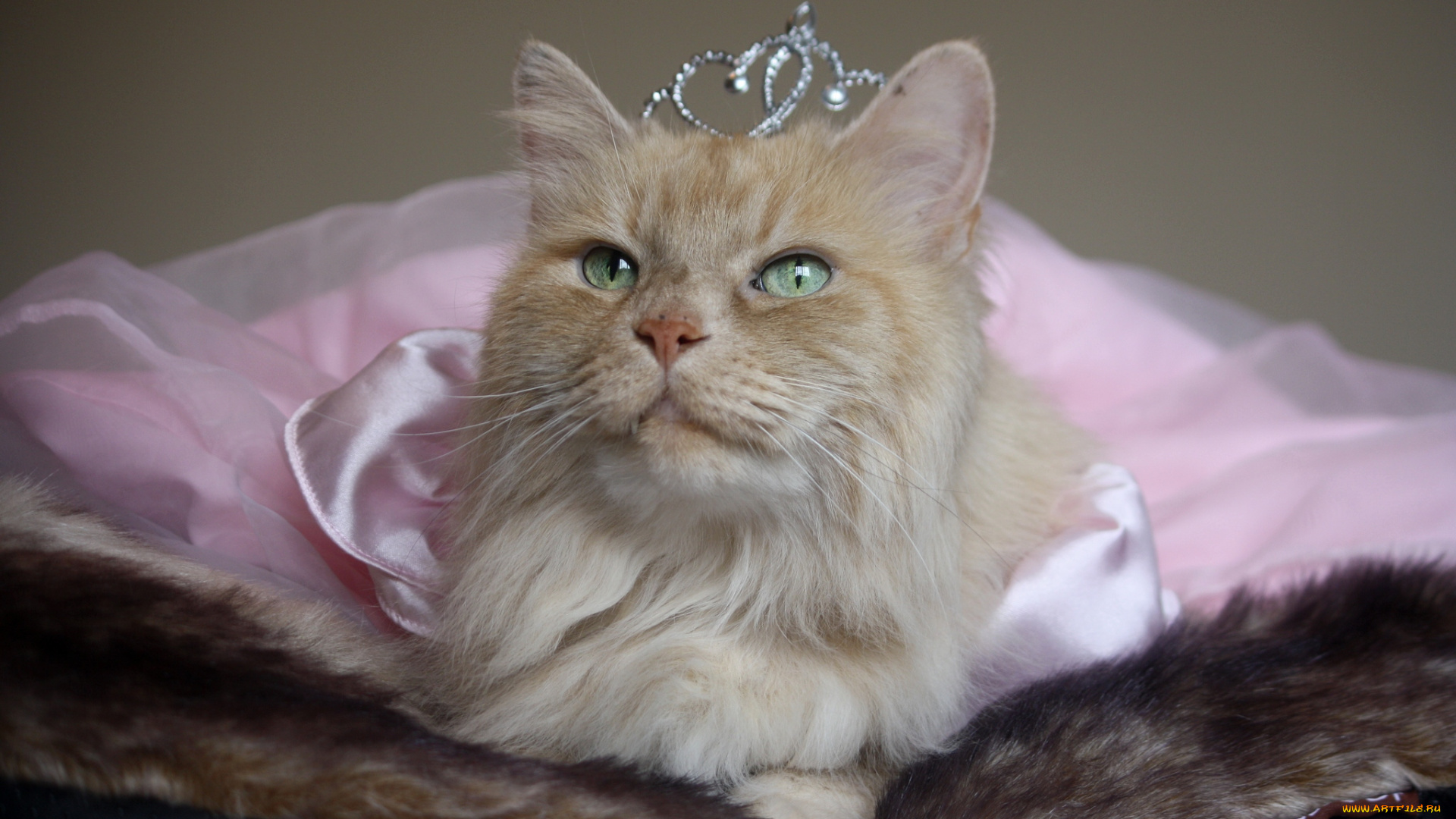 животные, коты, принцесса, корона