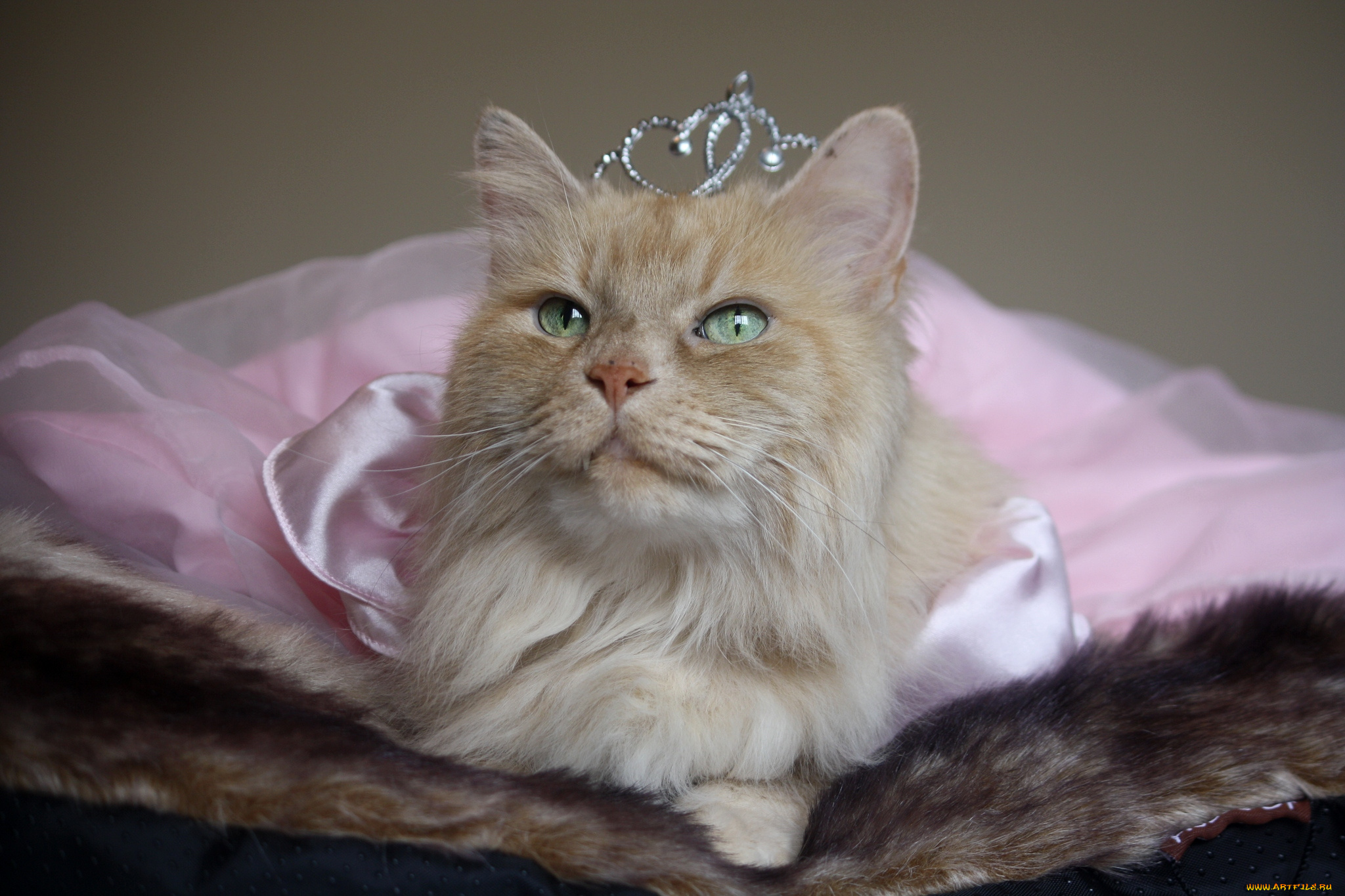 животные, коты, принцесса, корона