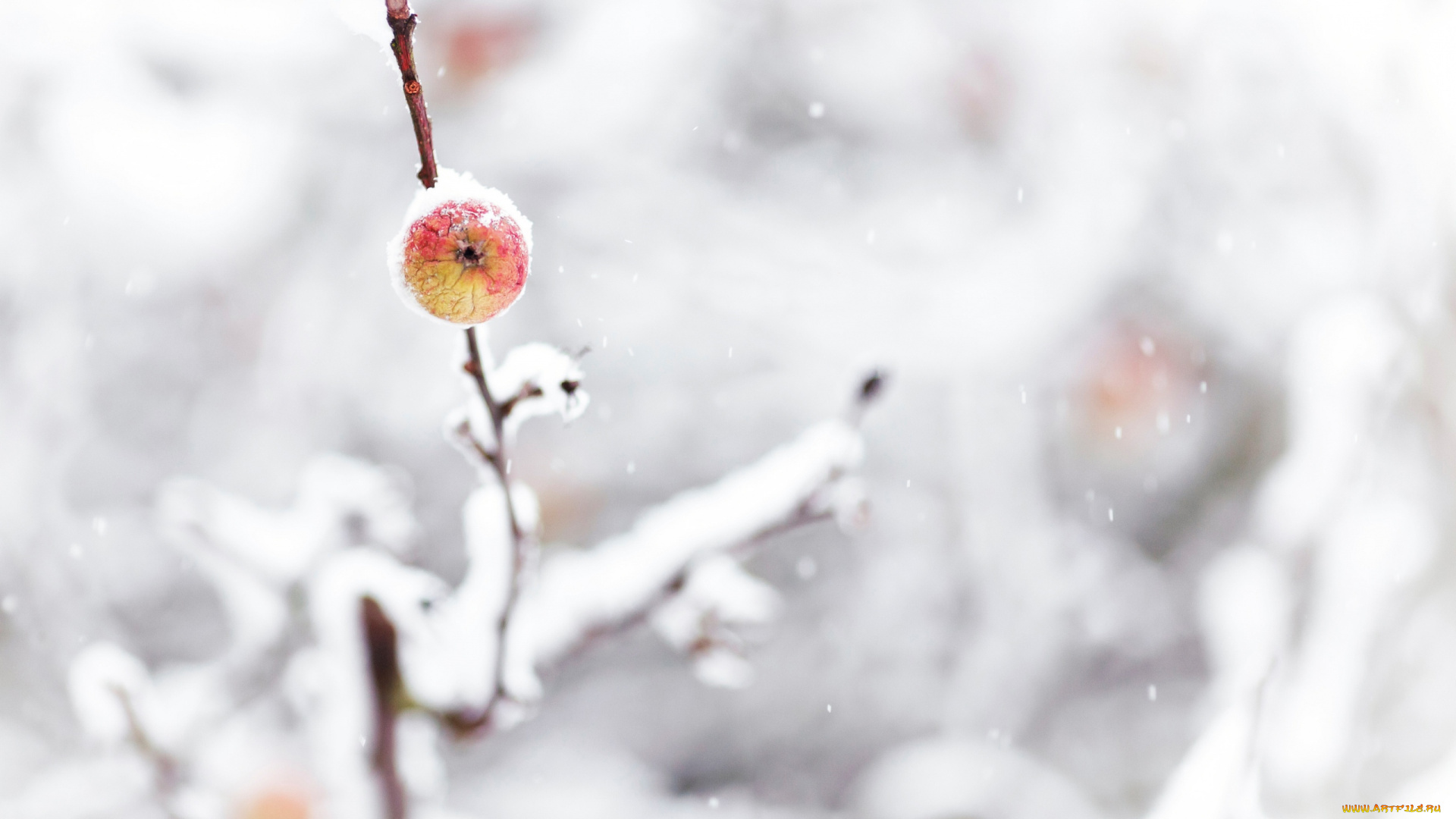 природа, деревья, снег, ветки, зима, яблоко