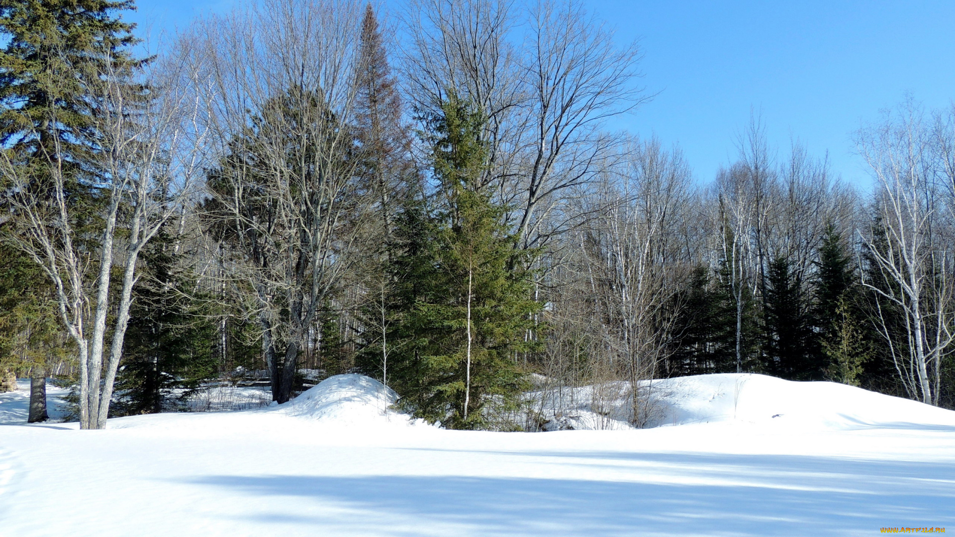 природа, зима, сугробы, деревья, снег