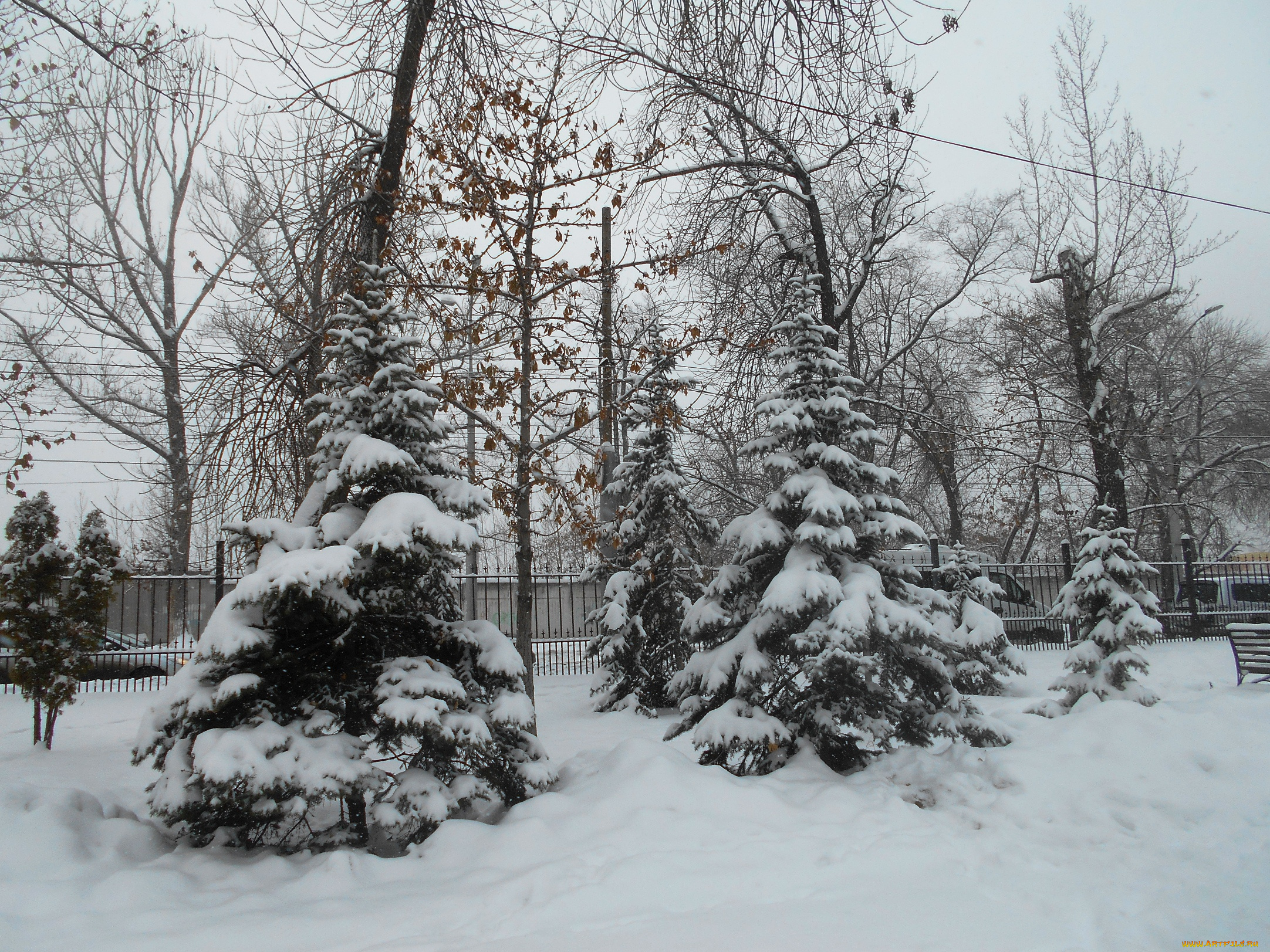 природа, зима, лес, деревья