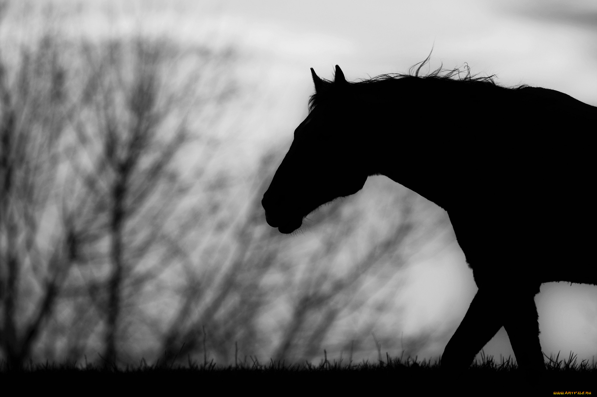 животные, лошади, чёрно-белое, профиль, конь, силуэт