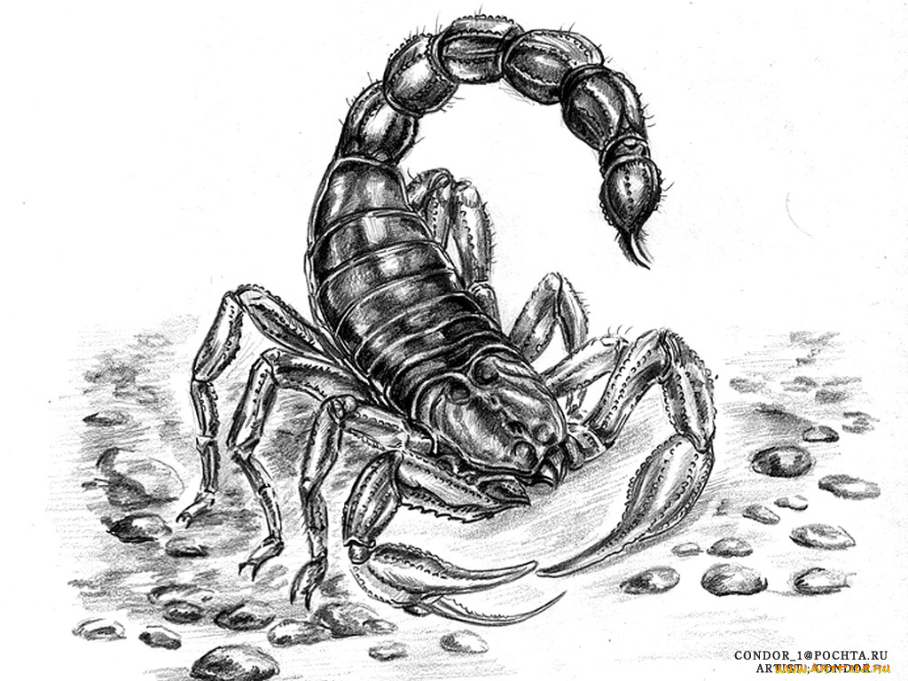 скорпион, рисованные, животные, насекомые